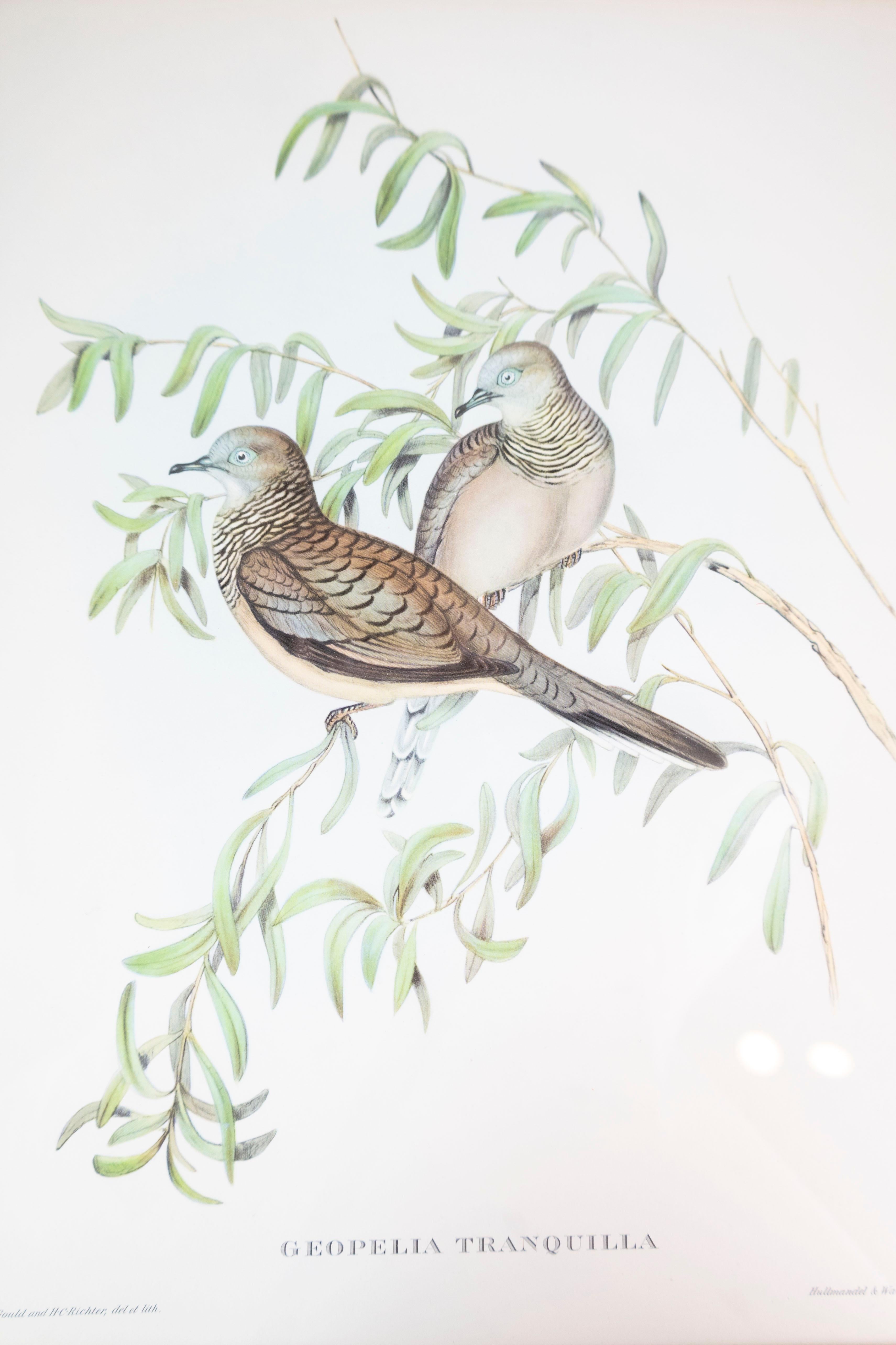 20th Century John Gould Tropical Bird Prints in Custom Wooden Frames, 7 Sold Each For Sale
