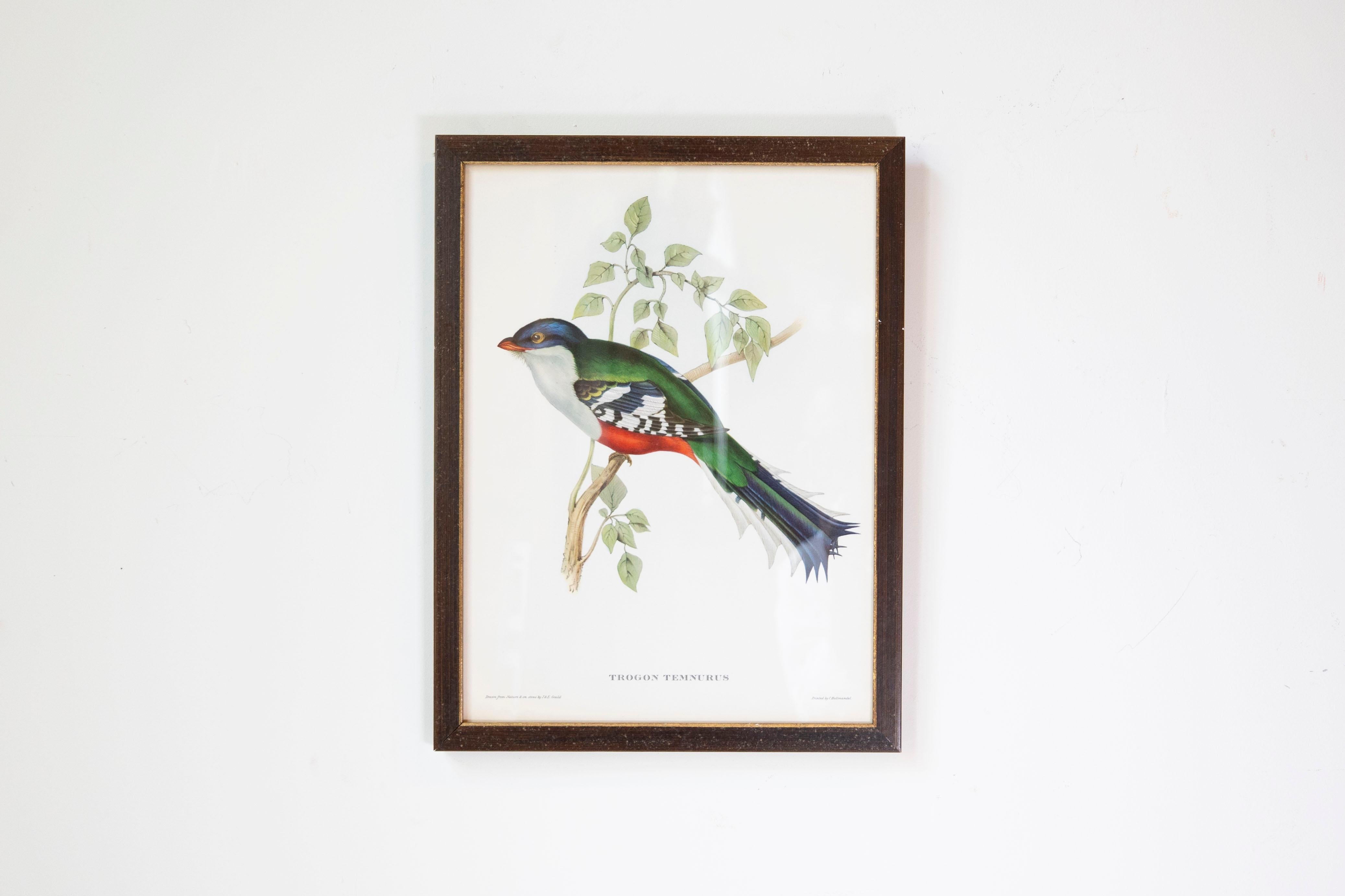 Glass John Gould Tropical Bird Prints in Custom Wooden Frames, 7 Sold Each For Sale