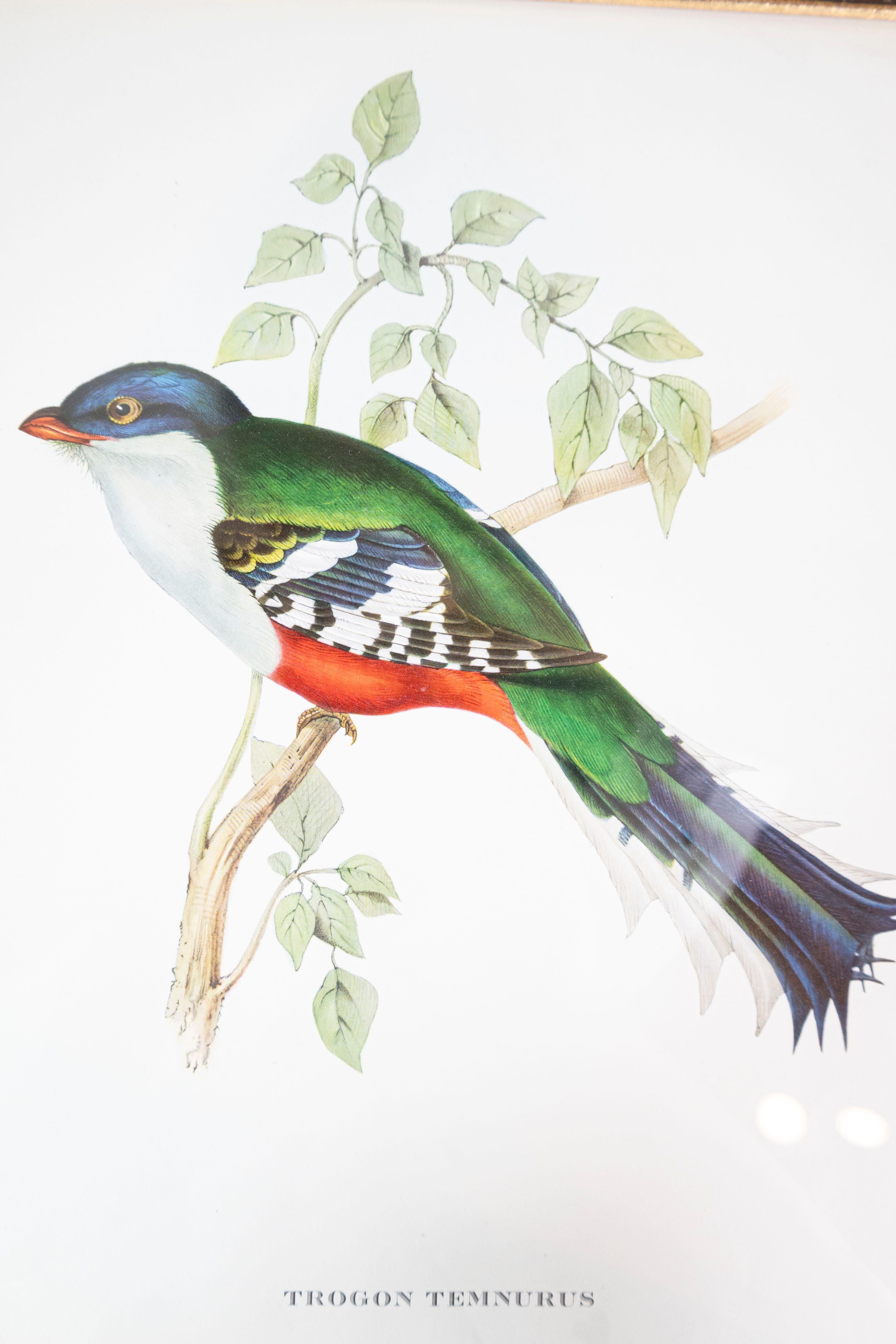 John Gould Tropical Bird Prints in Custom Wooden Frames, 7 Sold Each For Sale 1