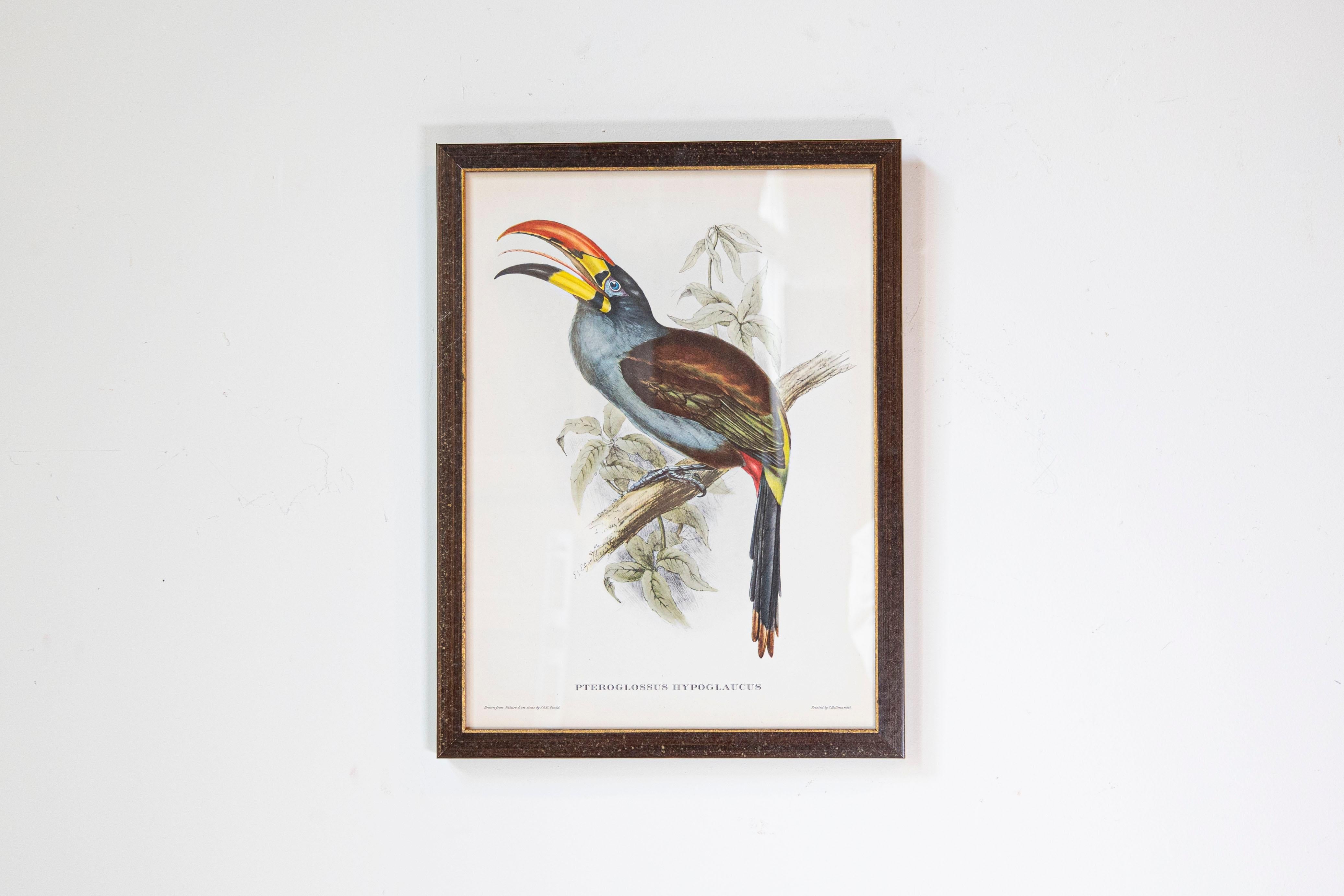 John Gould Tropical Bird Prints in Custom Wooden Frames, 7 Sold Each For Sale 2