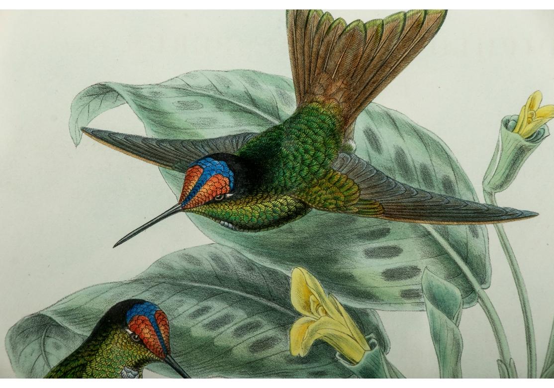 John Gould & William M. Hart, Color Lithograph, Diphlogaena Hesperus, Gould In Good Condition In Bridgeport, CT