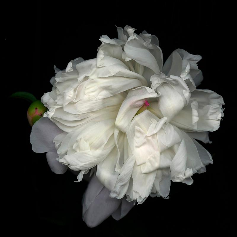 John Grant Portrait Photograph - White Peony