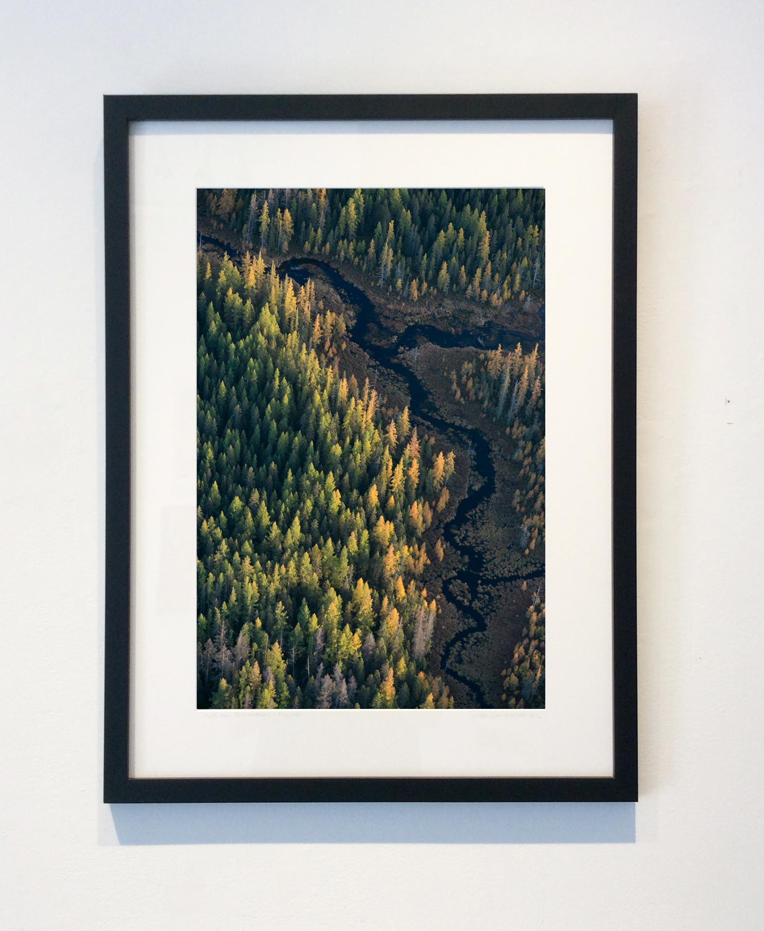 Tamaracks d'automne et coucher de soleil (photographie de paysage aérien encadrée de la forêt verte) - Noir Color Photograph par John Griebsch