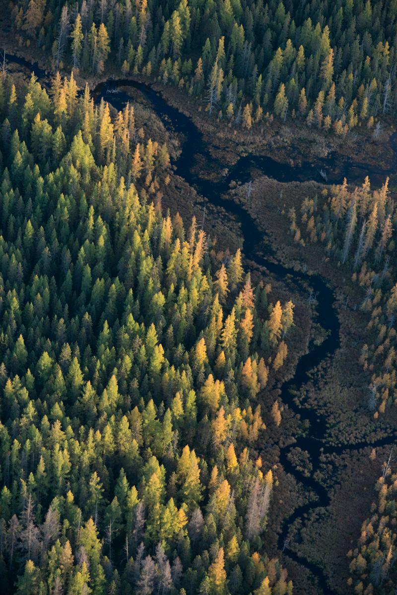 Tamaracks d'automne et coucher de soleil (photographie de paysage aérien encadrée de la forêt verte)