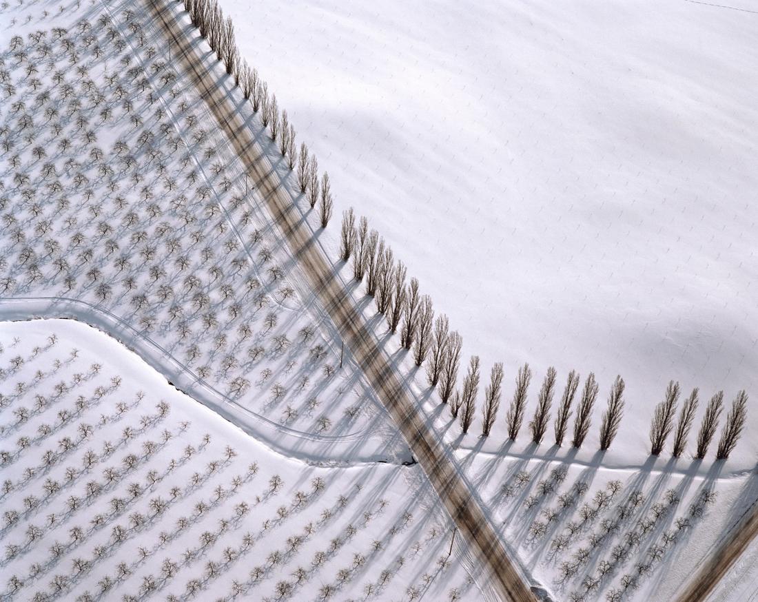 Poplar Corner (Aerial Winter Landscape Photograph of Trees in a White Field) 