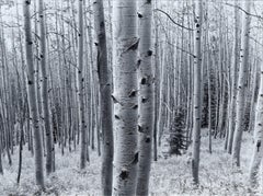 Aspen Grove Forest - Black & White Landscape Photograph