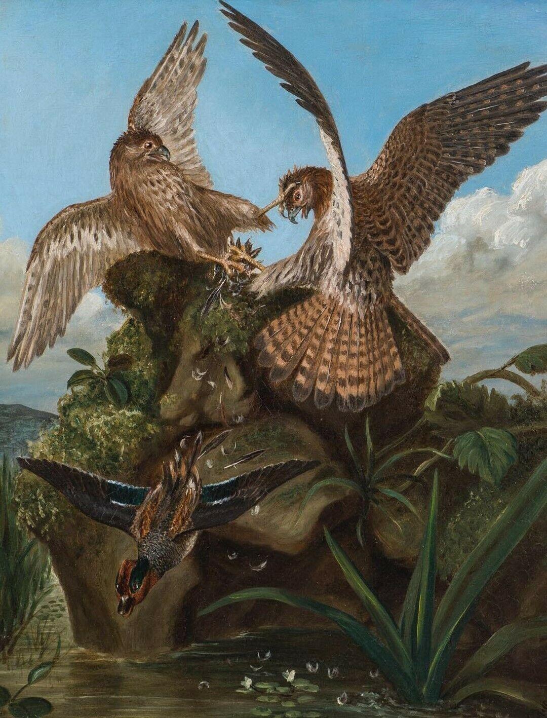 Hawks Fighting, 19th Century   - Painting by Unknown