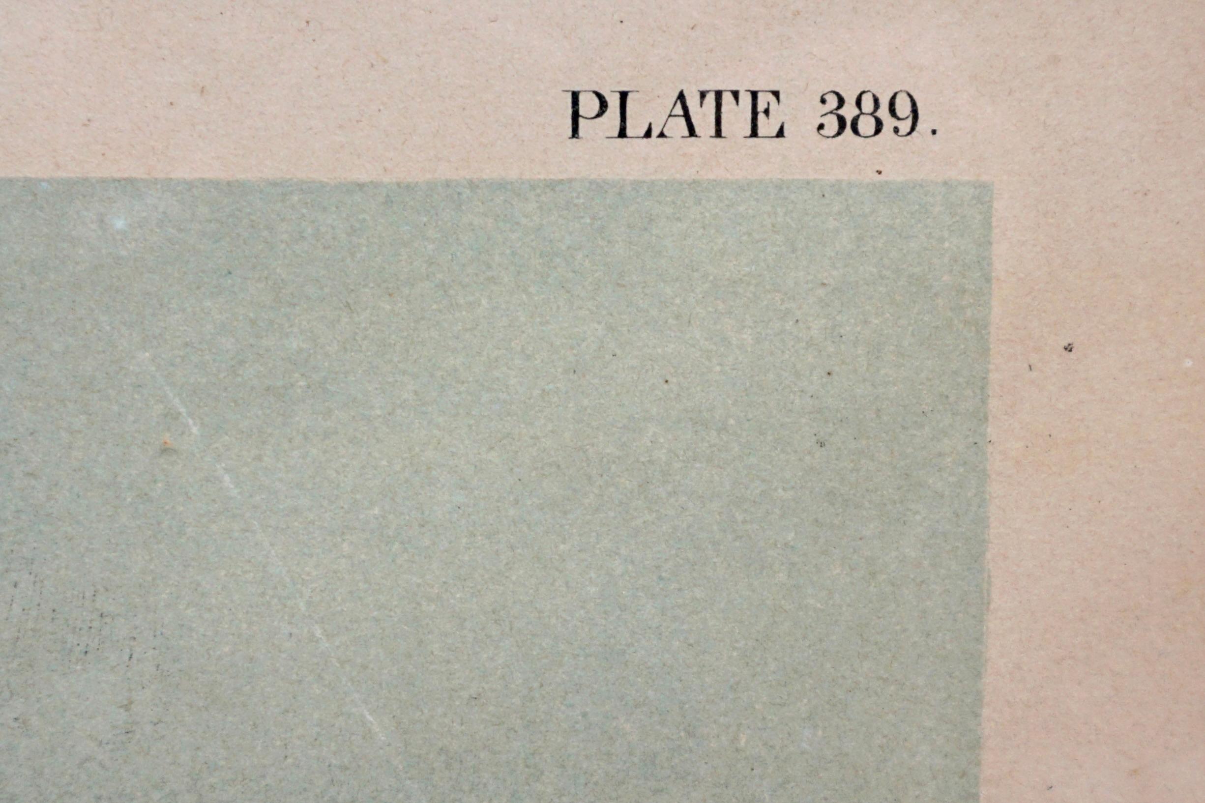 John James Audubon Chromolithograph Crested Grebe Plate 389 by J.Bien N.Y. 1860 For Sale 4