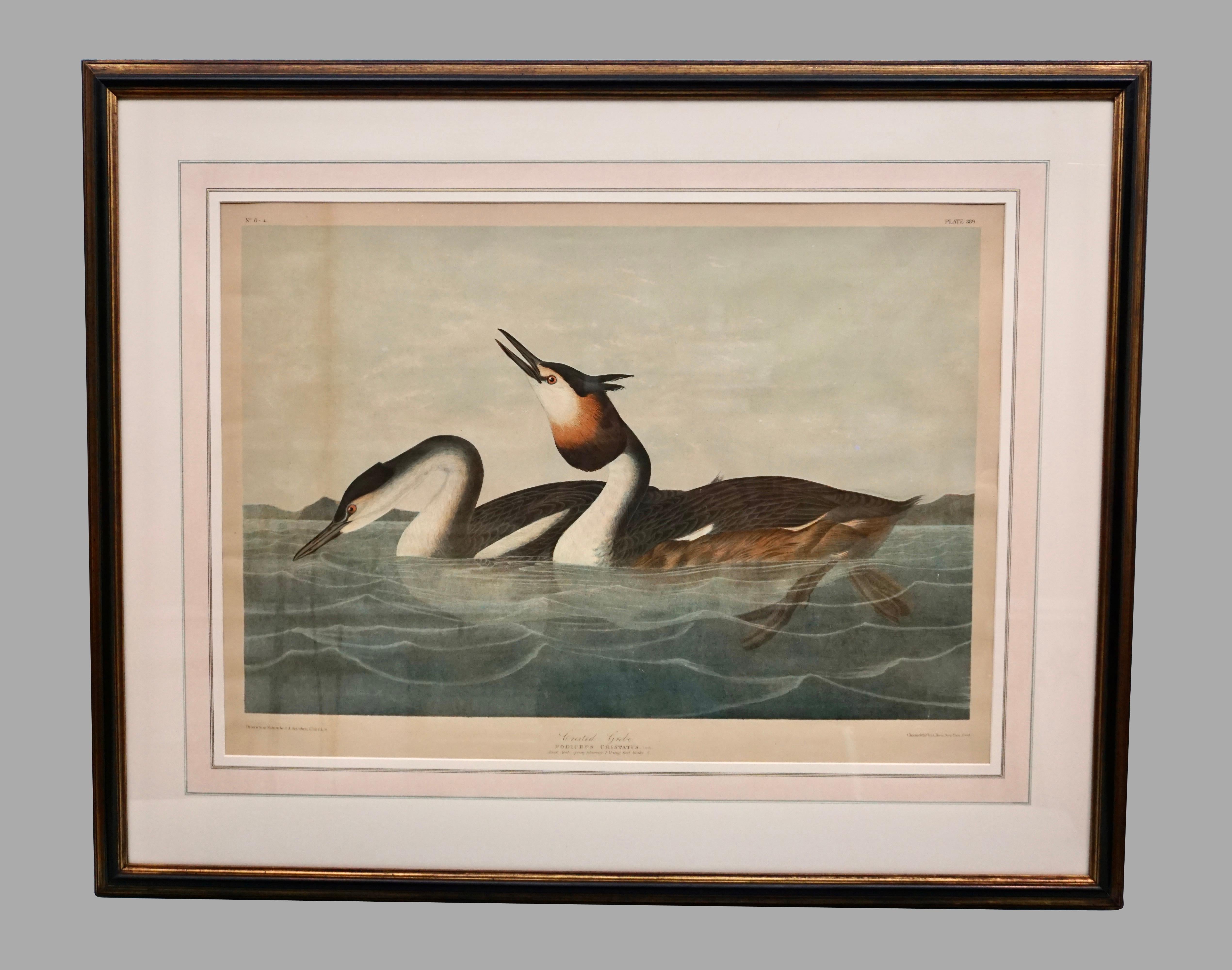 The John James Audubon double elephant folio chromolithograph Plate 389 No. 6-4 Crested Grebe from Birds of America. Podiceps Cristatus. Adult male spring plumage 1. Drawn from nature by J.J. Audubon, F.R.S. F.L.S. Chromolithograph by J. Bien, New