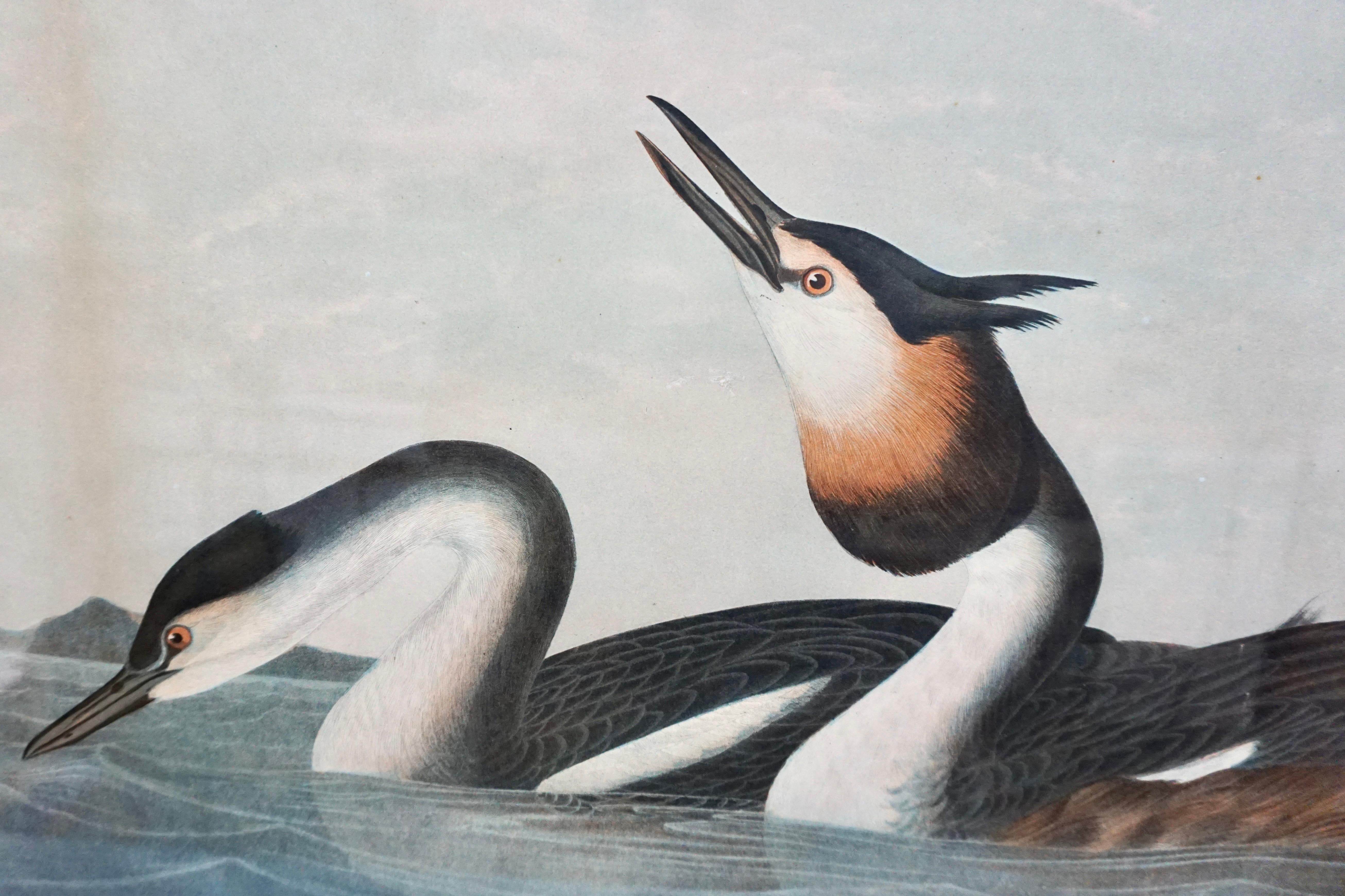 John James Audubon Chromolithograph Crested Grebe Plate 389 by J.Bien N.Y. 1860 In Good Condition For Sale In San Francisco, CA