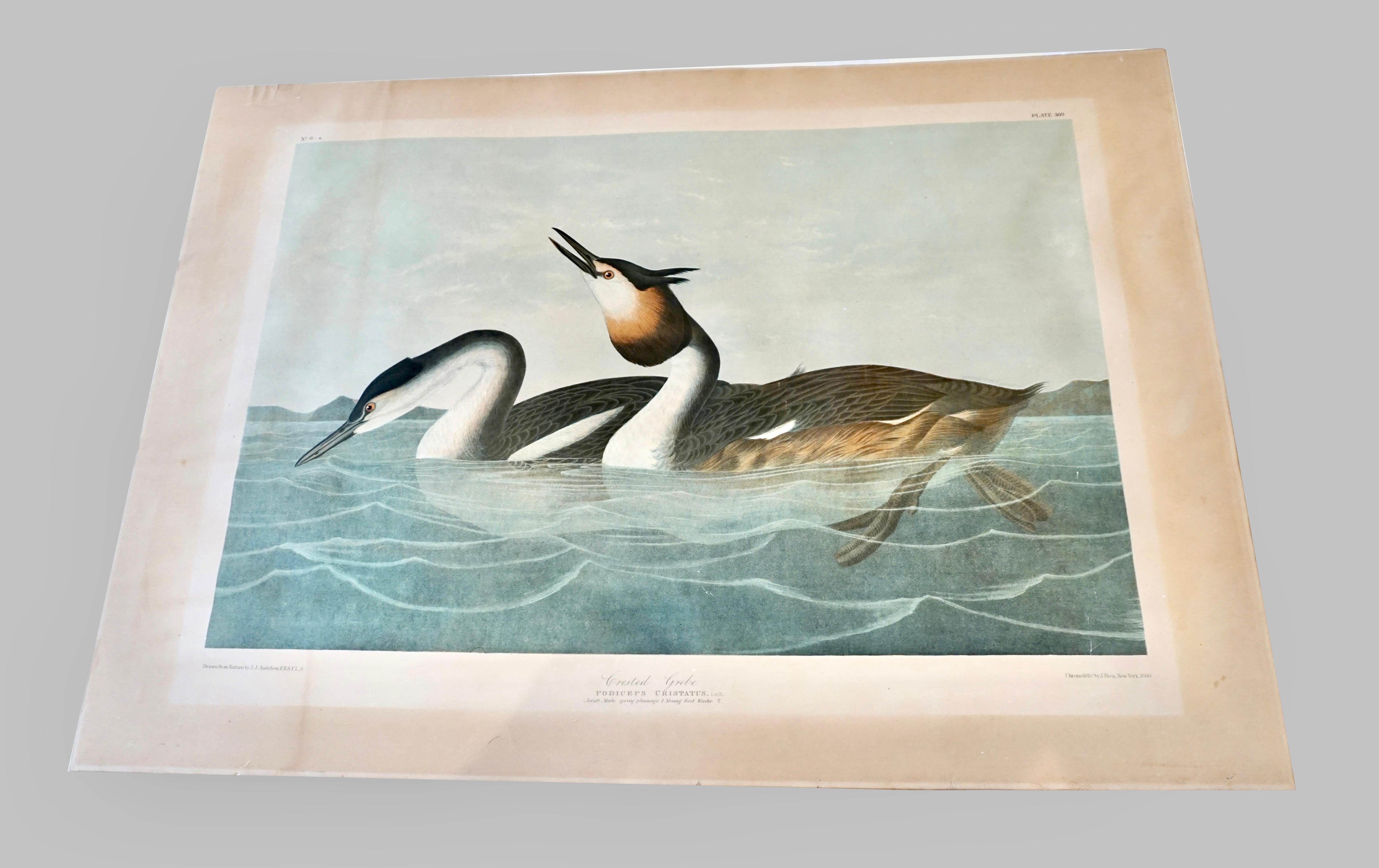 Mid-19th Century John James Audubon Chromolithograph Crested Grebe Plate 389 by J.Bien N.Y. 1860 For Sale