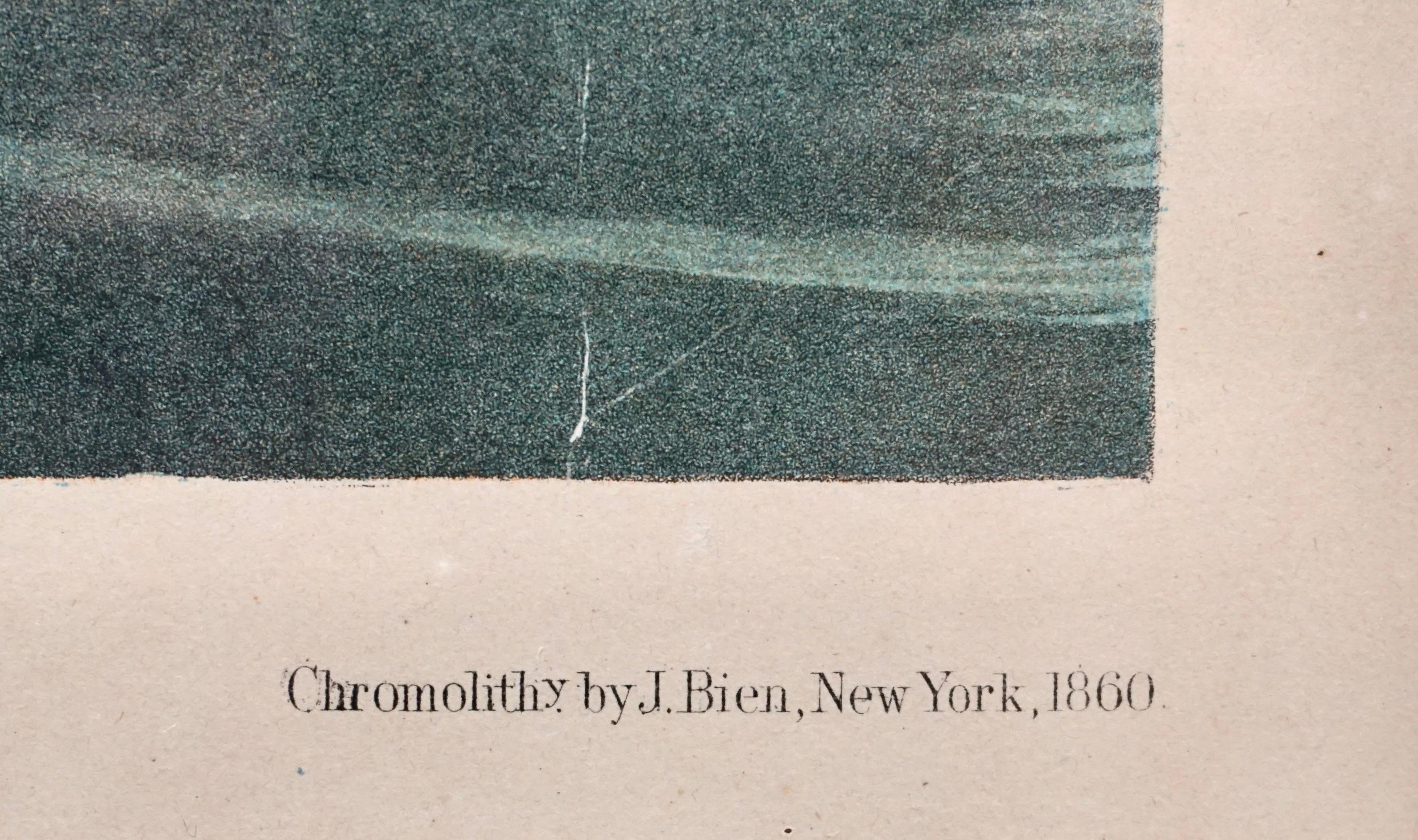 Paper John James Audubon Chromolithograph Crested Grebe Plate 389 by J.Bien N.Y. 1860 For Sale