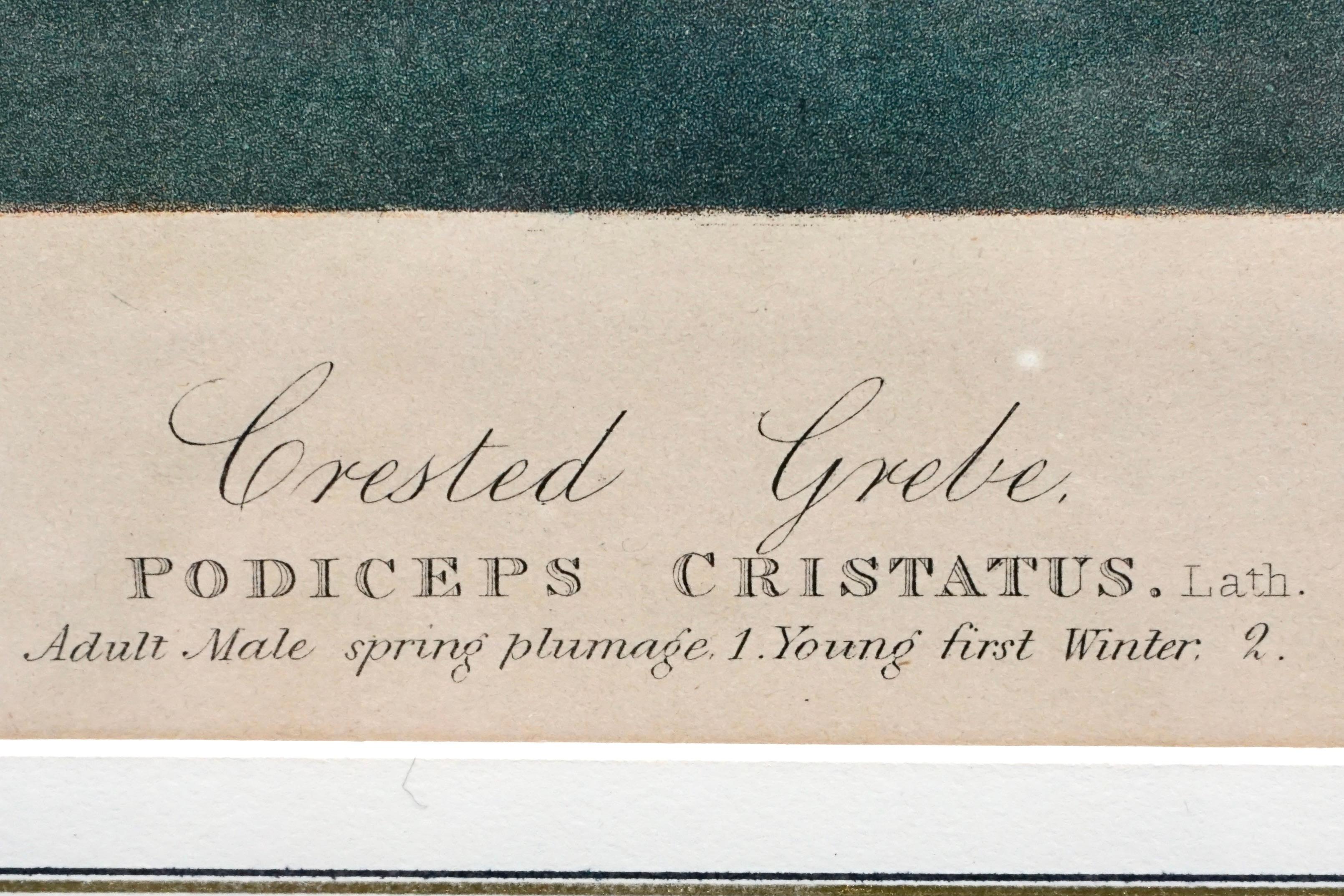 John James Audubon Chromolithograph Crested Grebe-Teller 389 von J.Bien N.Y. 1860 im Angebot 1