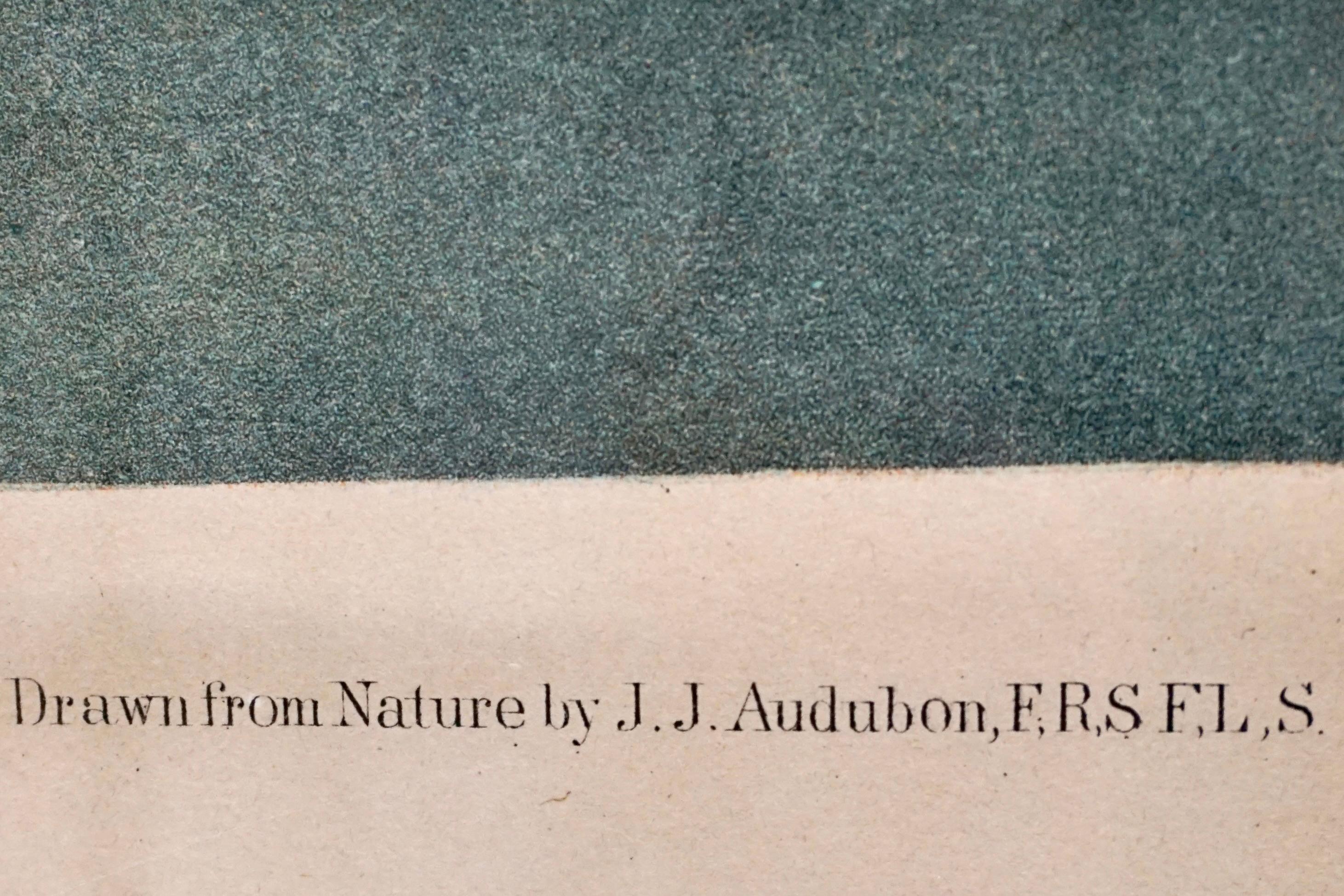 John James Audubon Chromolithograph Crested Grebe-Teller 389 von J.Bien N.Y. 1860 im Angebot 2