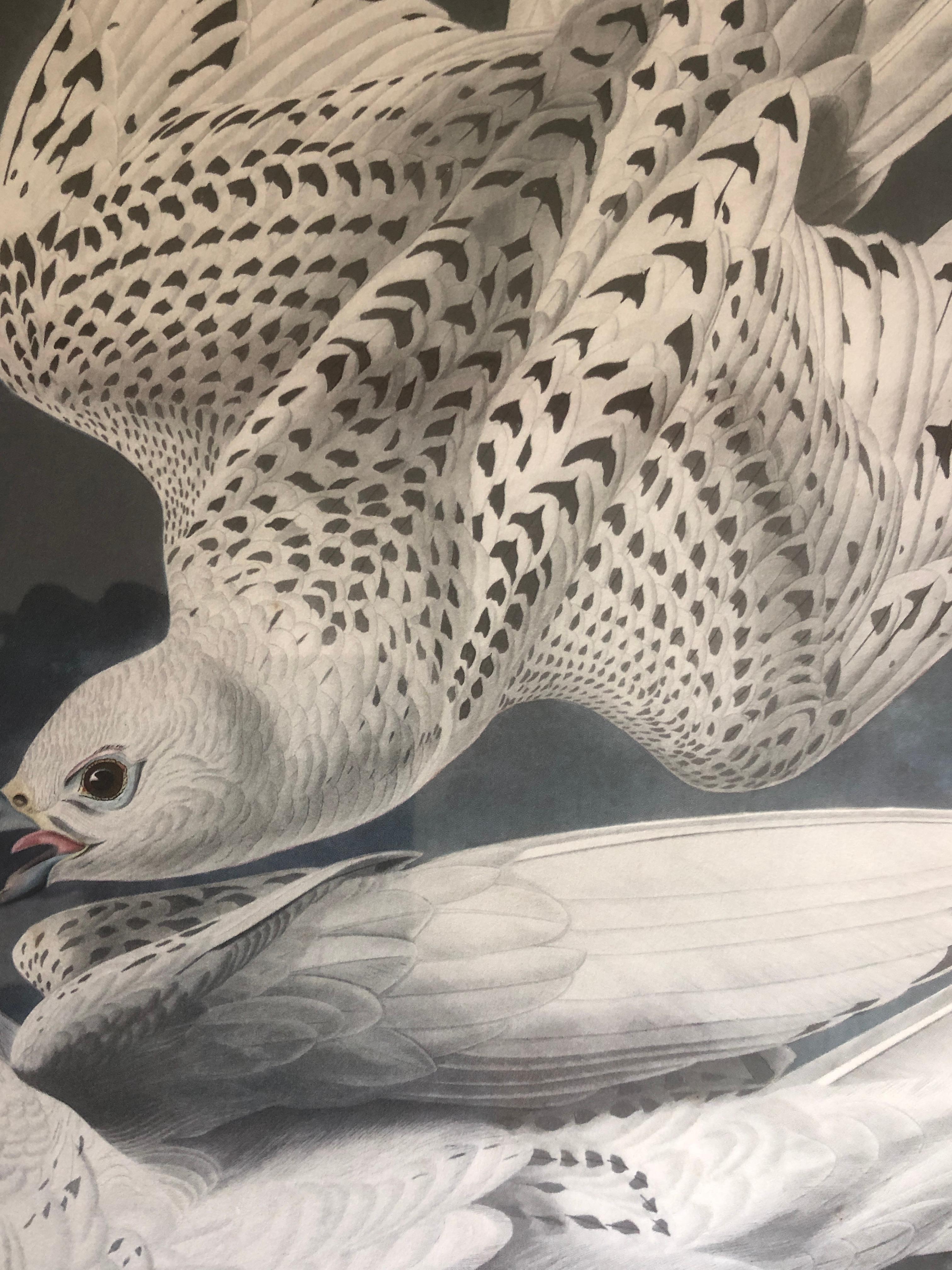 John James Audubon Falcon Islandicus Island Falcon Plate CCCLXVI #74 For Sale 2
