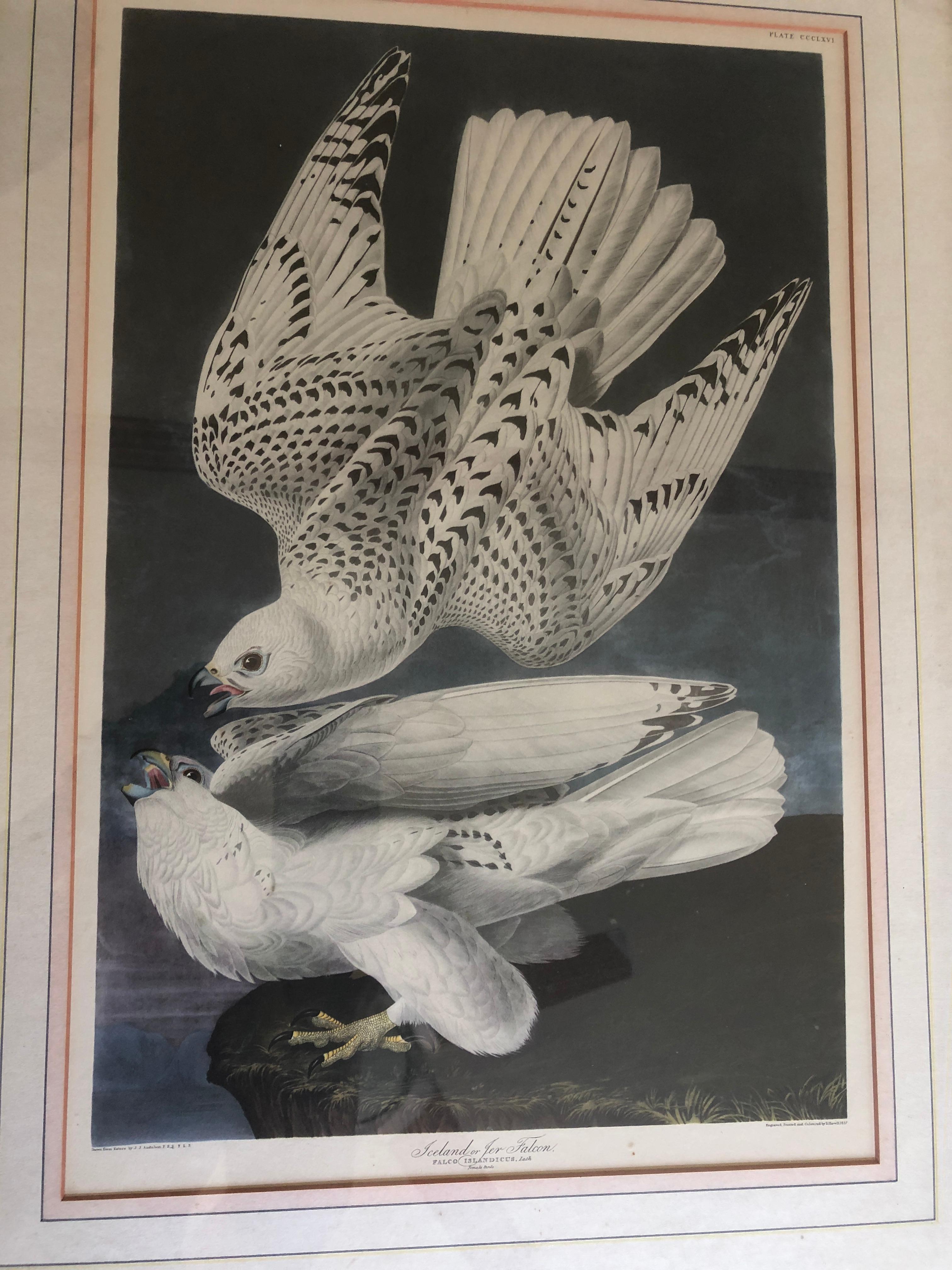 John James Audubon print.