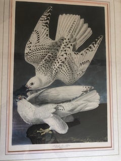 John James Audubon Falcon Islandicus Island Falcon Plate CCCLXVI #74