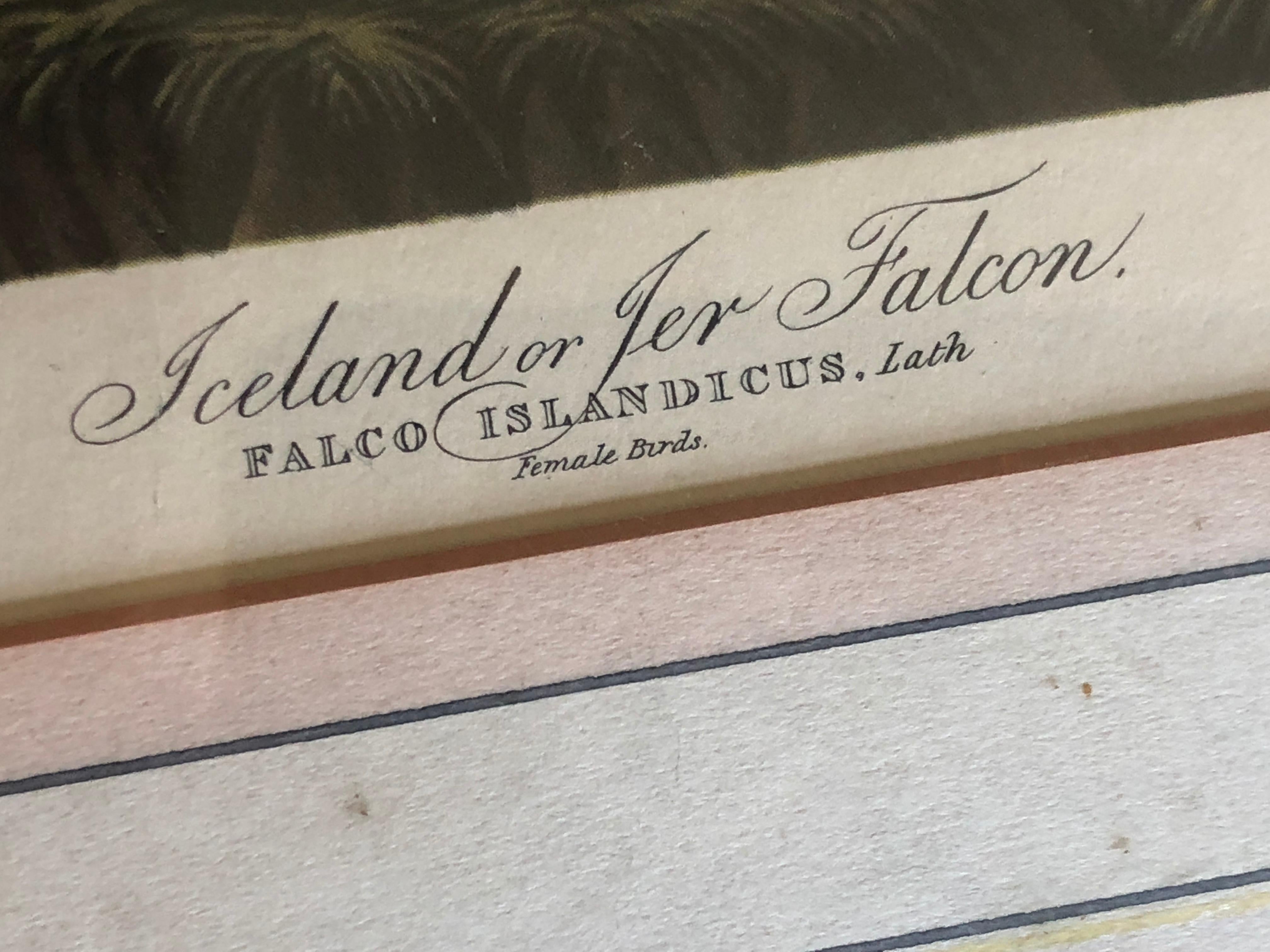 French John James Audubon Falcon Islandicus Island Falcon Plate CCCLXVI #74 For Sale