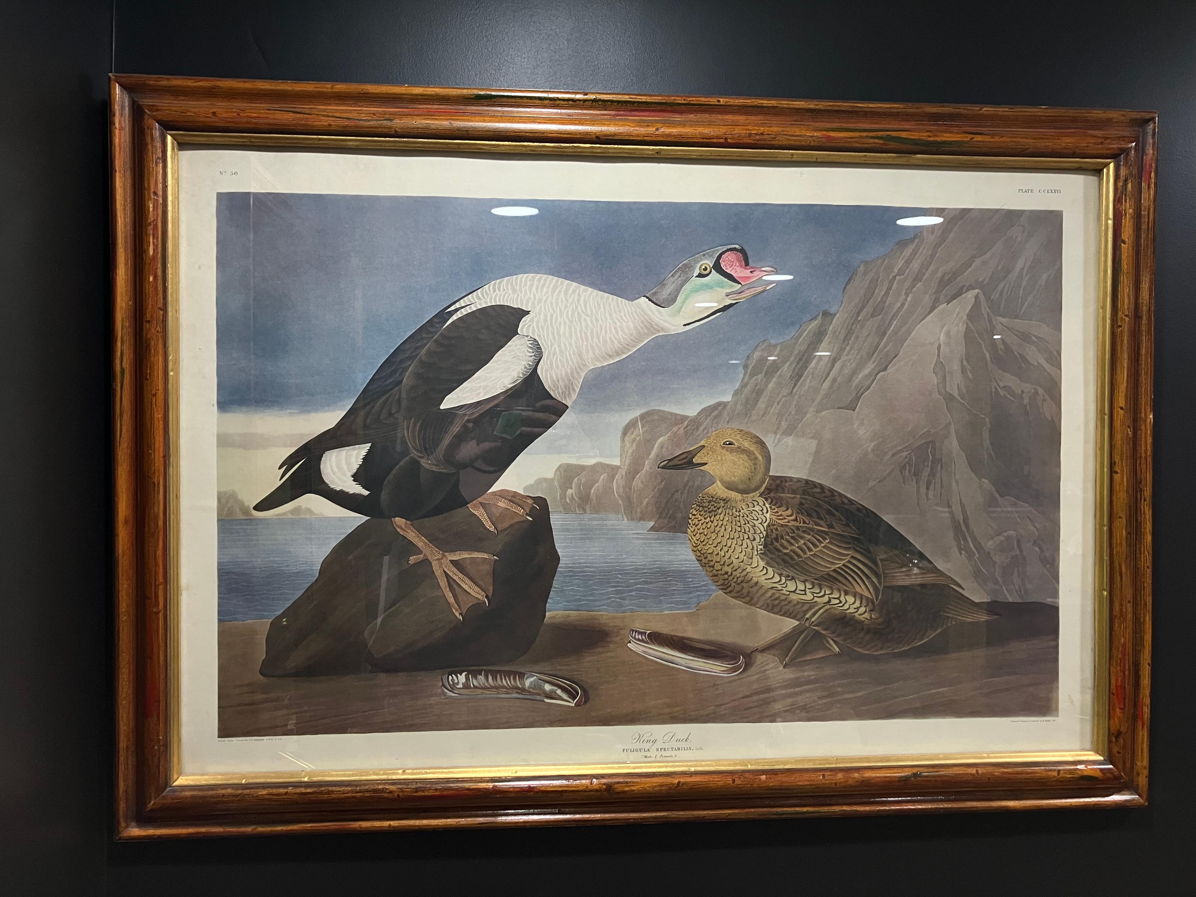 A finely detailed print of King Duck by John James Audubon, Plate CCLXXVI. This example is from the second edition of The Birds of America and features two King Ducks positioned in a dramatic landscape, with a rocky backdrop and vivid coloration.