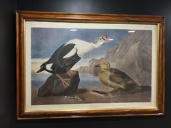 John James Audubon King Duck – Plate CCLXXVI – Second Edition Lithograph