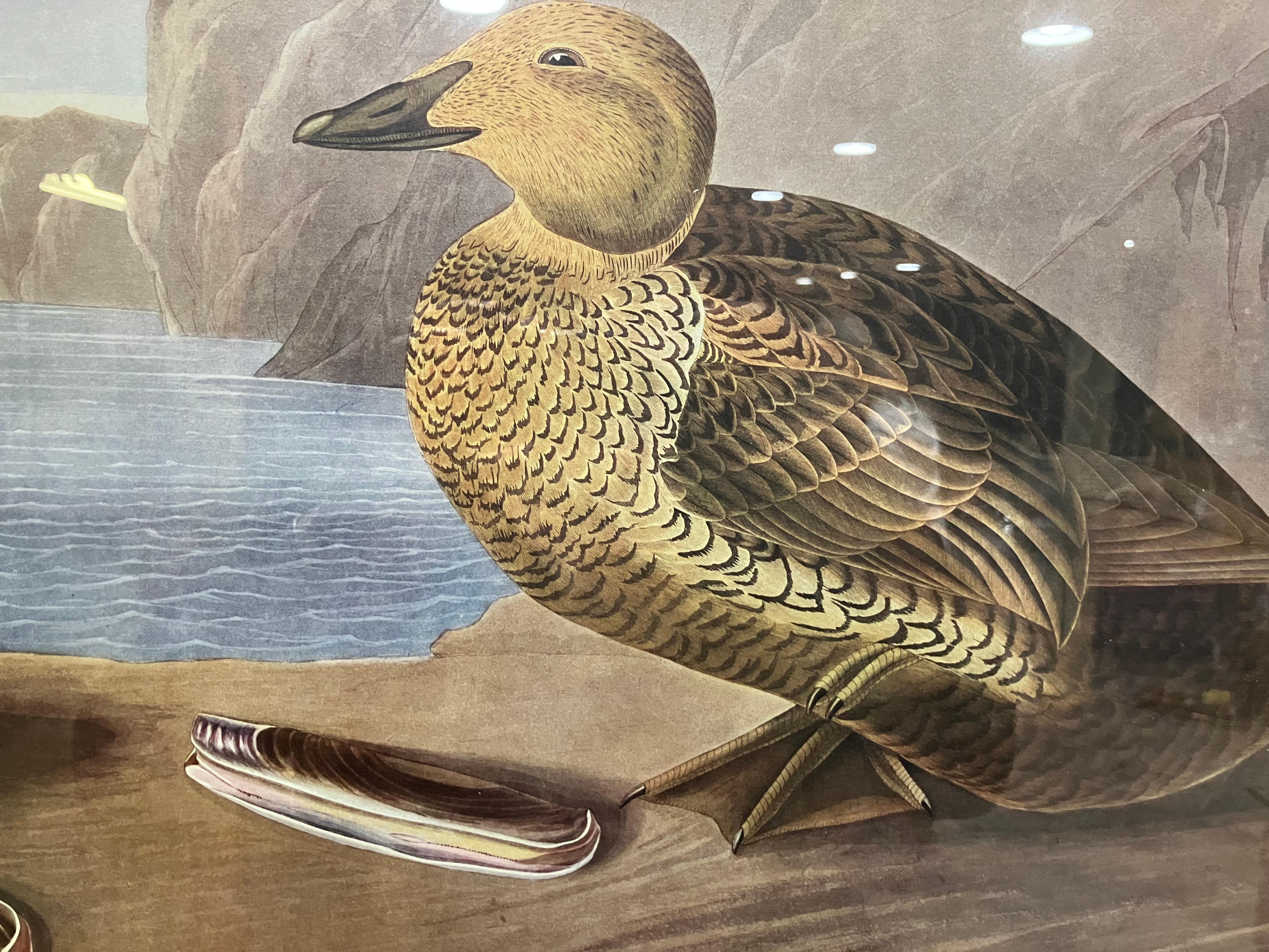 American John James Audubon King Duck – Plate CCLXXVI – Second Edition Lithograph For Sale