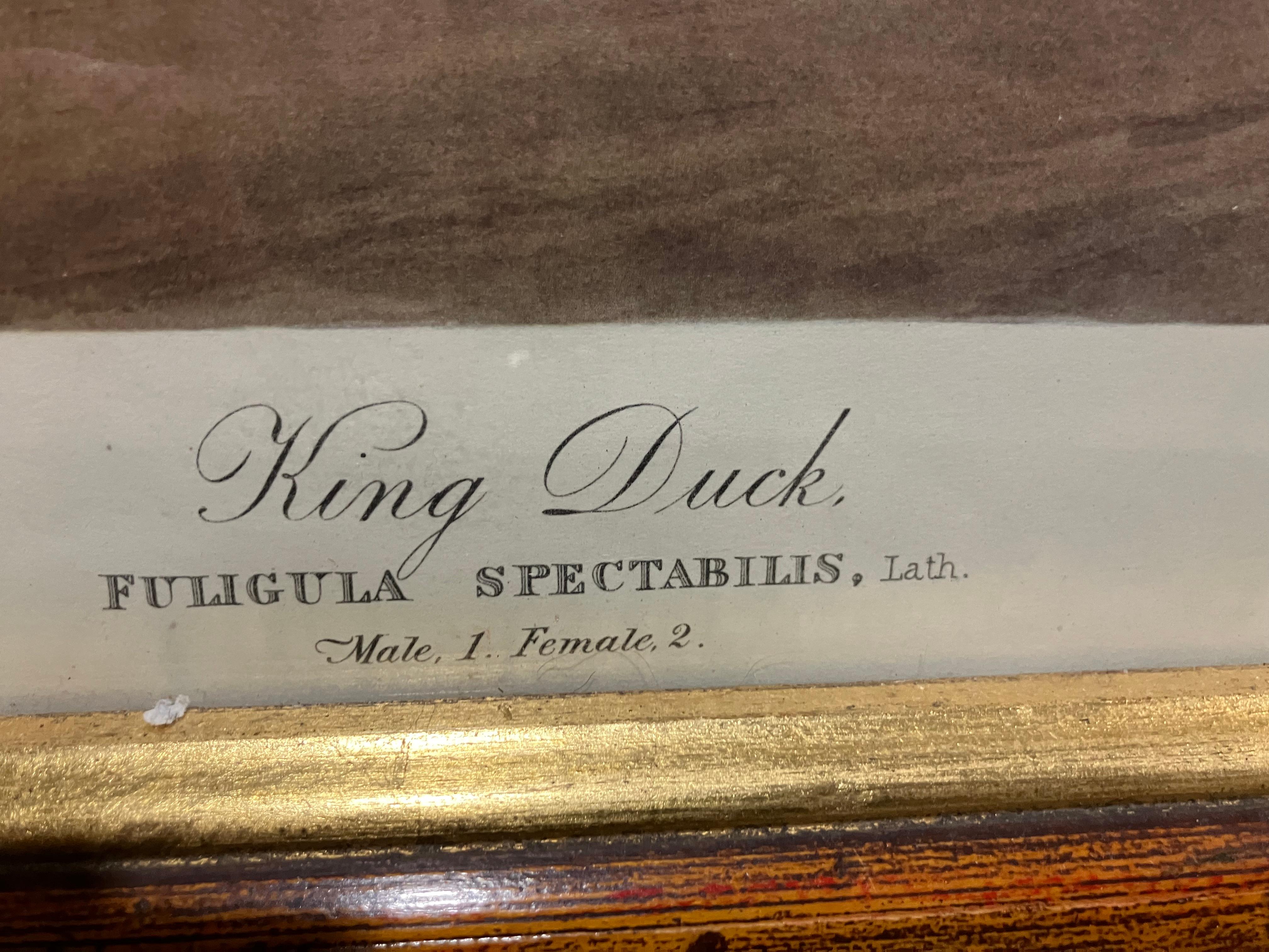 John James Audubon King Duck – Plate CCLXXVI – Second Edition Lithograph For Sale 3
