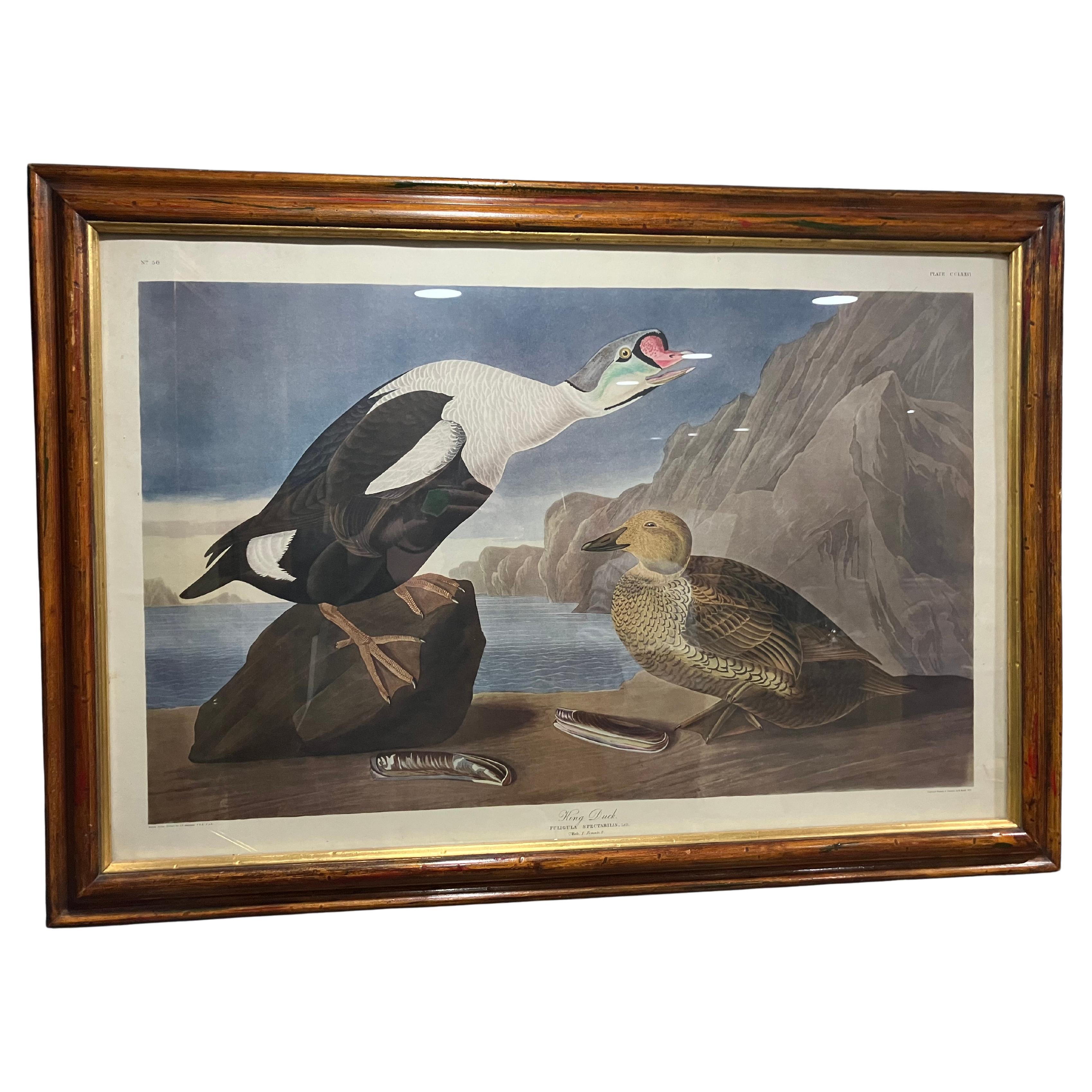 John James Audubon King Duck – Plate CCLXXVI – Second Edition Lithograph For Sale