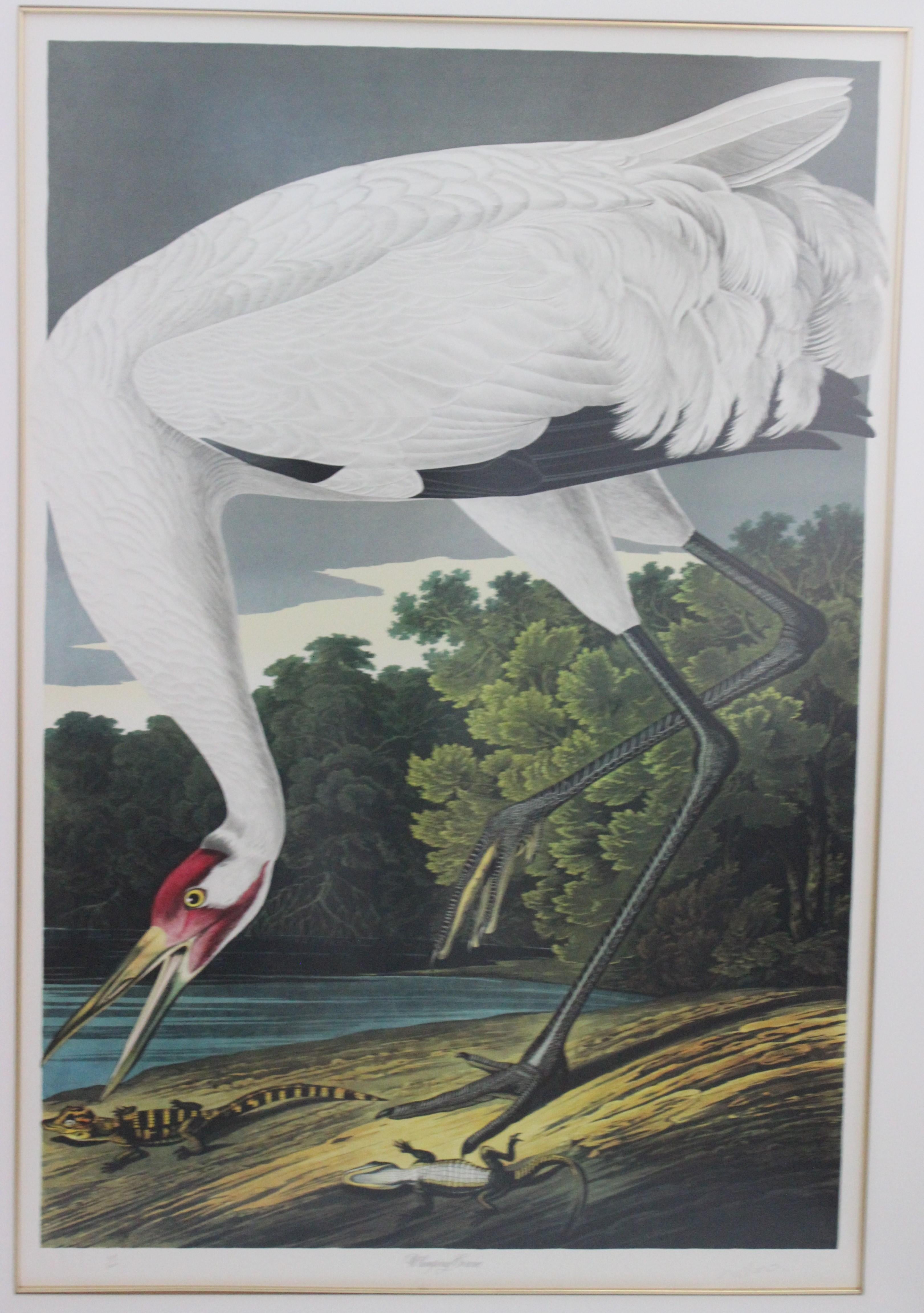 After John James Audubon Print of Whooping Crane by M Bernard Loates For Sale 1
