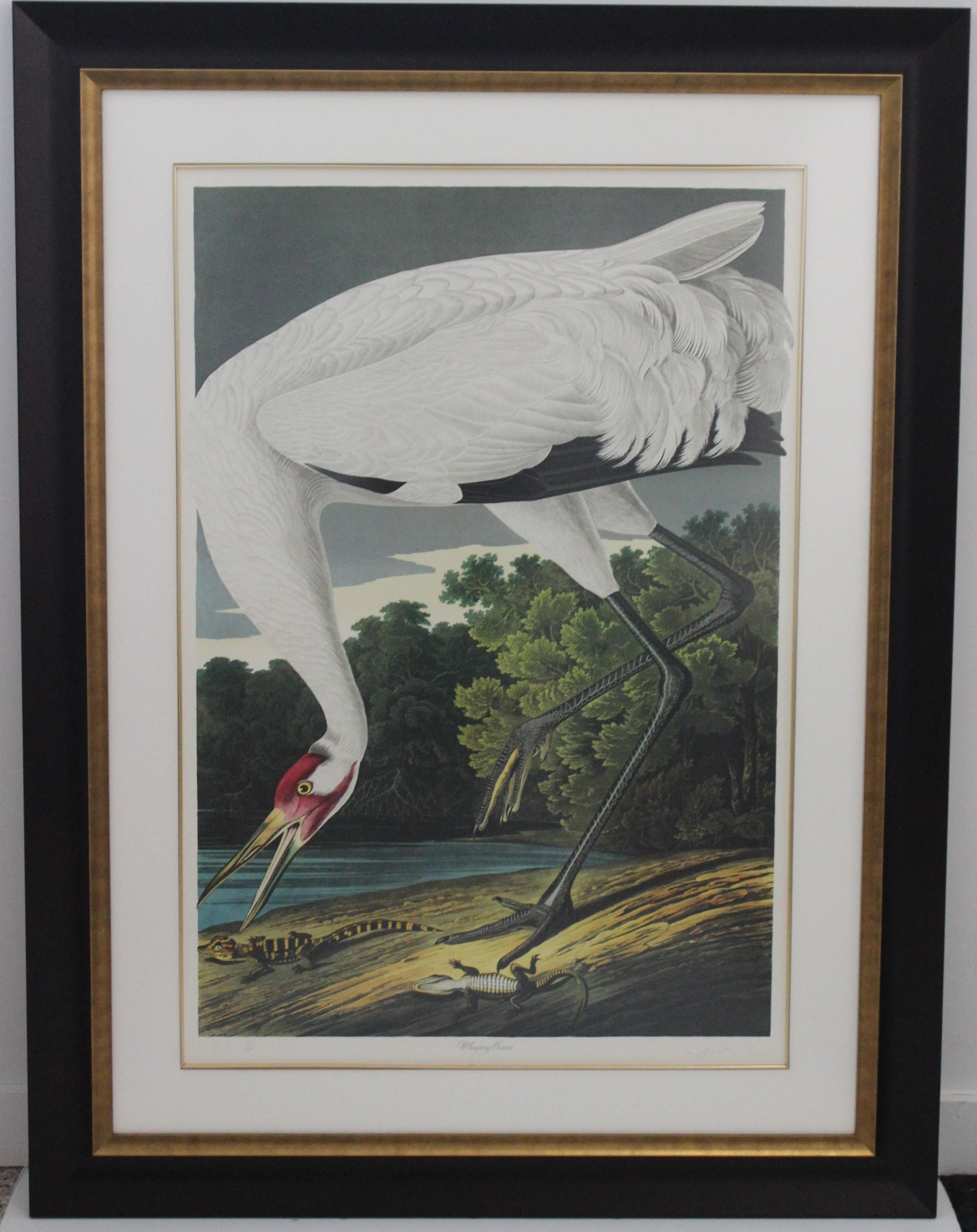 After John James Audubon Print of Whooping Crane in Ltd Edition of 1000 by master print maker M Bernard Loates newly framed in custom archival framing.

About:
Limited Edition Audubon print from The Birds of America series by Master Lithographer M.
