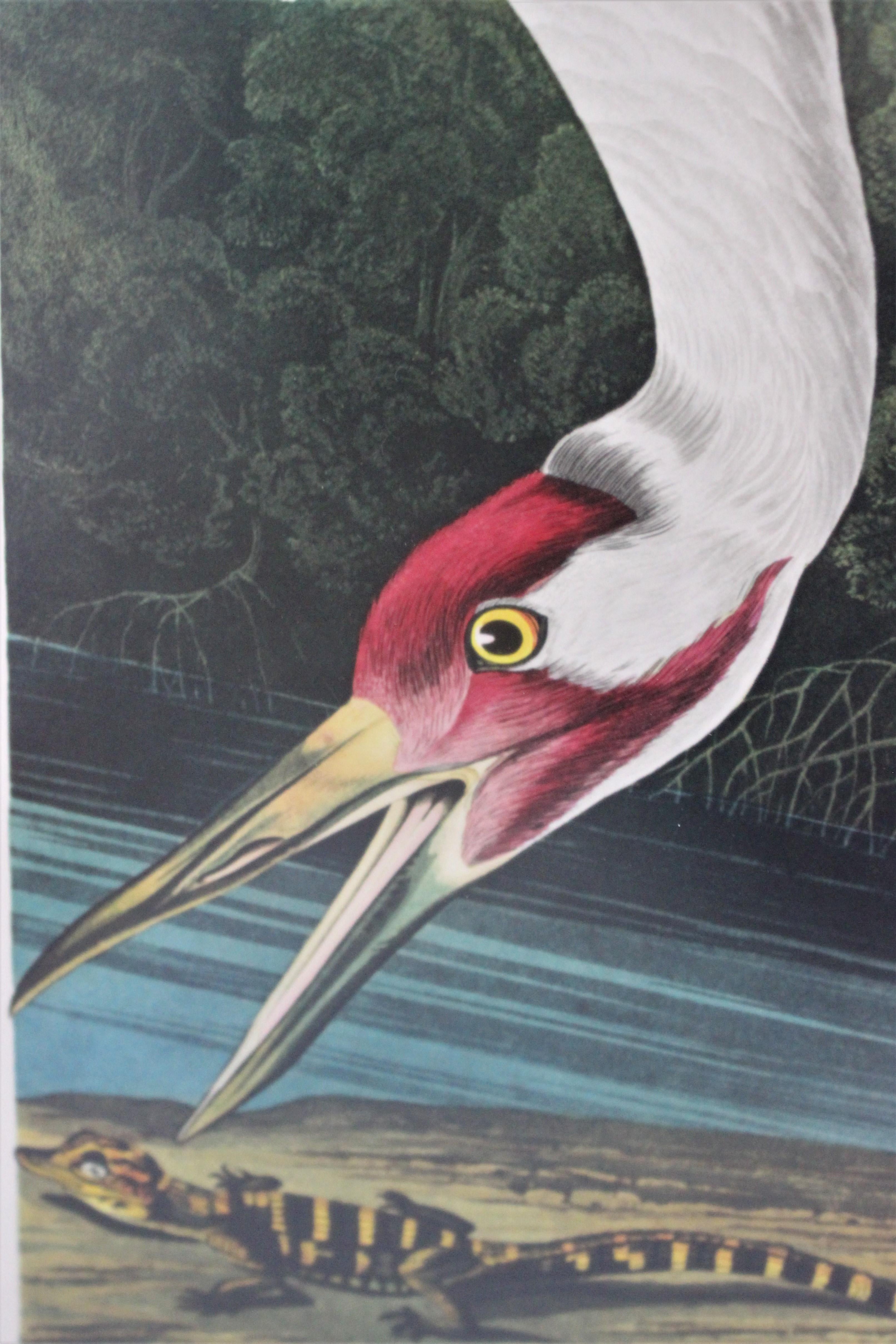 Papier Gravure de la grue blanche d'après John James Audubon par M Bernard Loates en vente