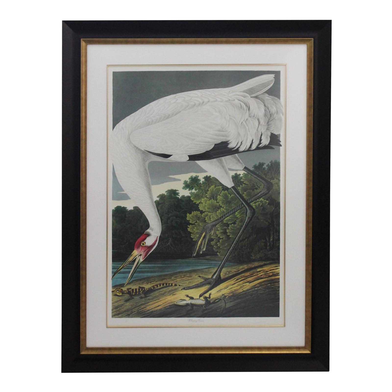 After John James Audubon Print of Whooping Crane by M Bernard Loates