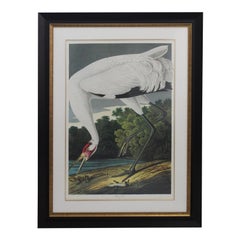 Vintage After John James Audubon Print of Whooping Crane by M Bernard Loates