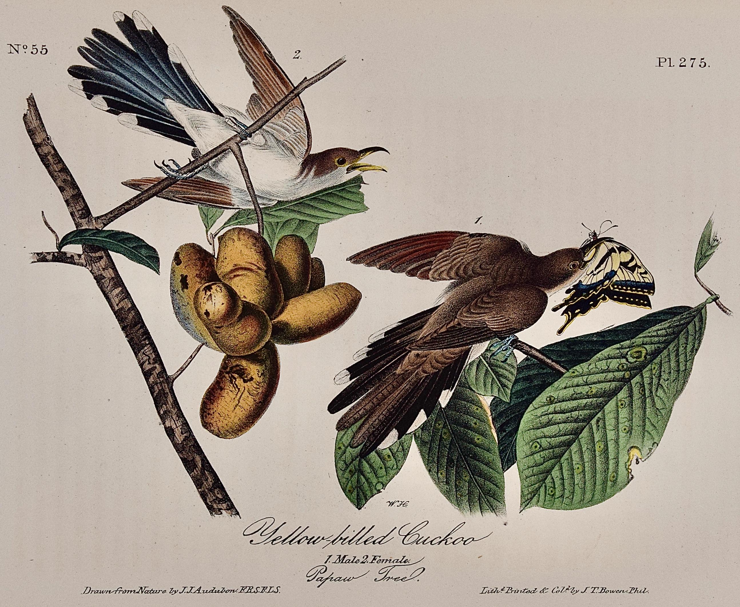 Coucou à bec jaune : Un original 1ère éd. Lithographie d'oiseaux colorée à la main Audubon  - Print de John James Audubon