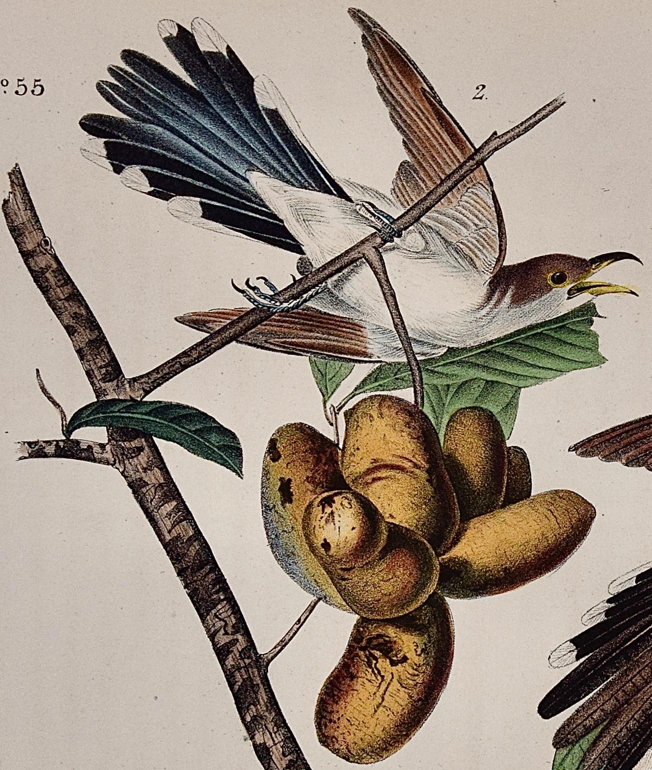 Gelbschnabelkuckuck: Ein Original 1. Ed. Handkolorierte Vogellithographie von Audubon  (Naturalismus), Print, von John James Audubon