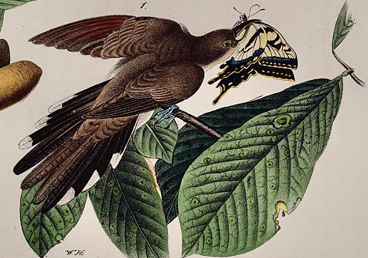 Gelbschnabelkuckuck: Ein Original 1. Ed. Handkolorierte Vogellithographie von Audubon  (Beige), Animal Print, von John James Audubon