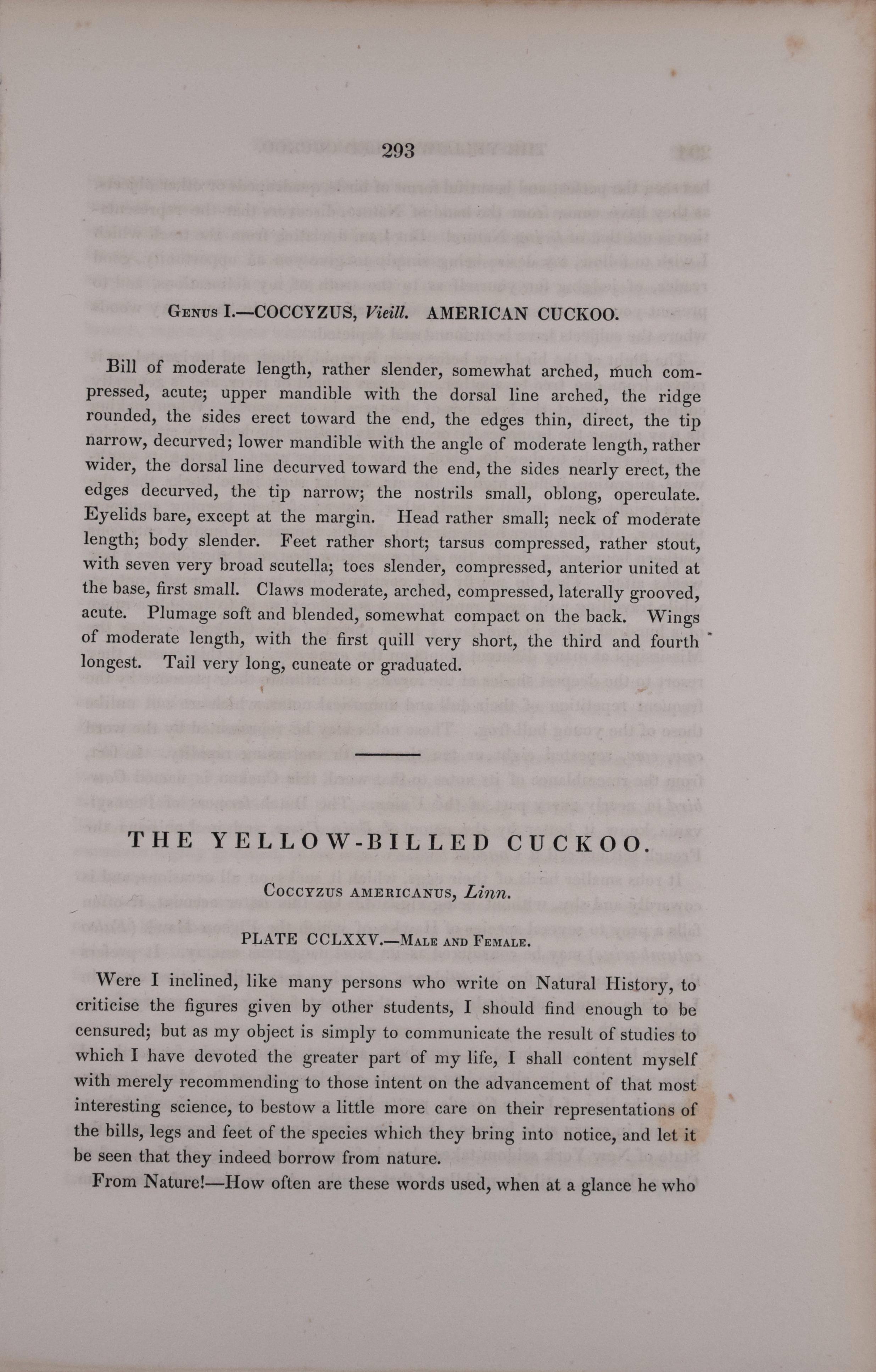 Dies ist ein Original 1. octavo Ausgabe John James Audubon handkolorierte Lithographie mit dem Titel 