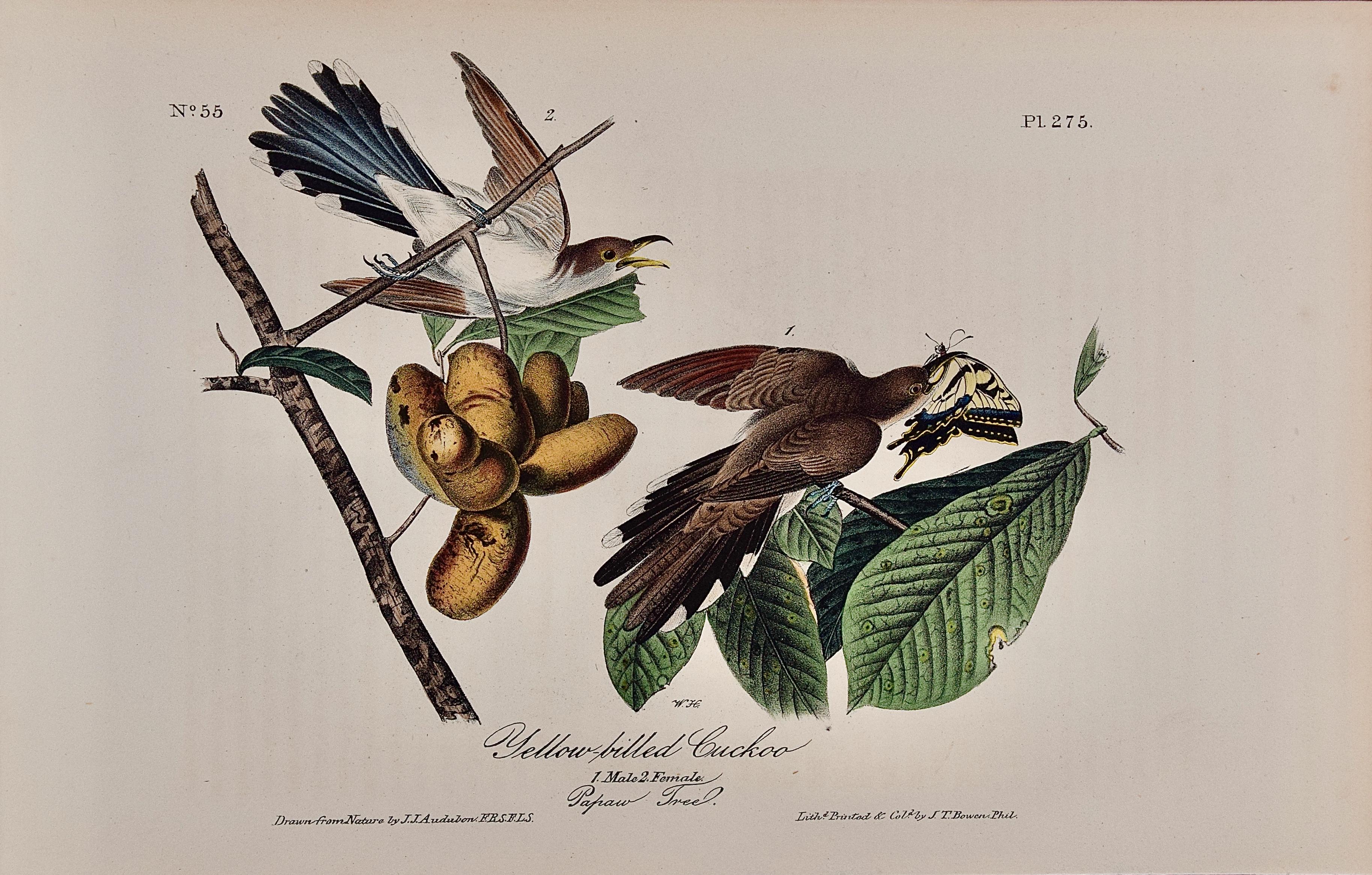 Yellow-billed Cuckoo: An Original 1st Ed. Audubon Hand-colored Bird Lithograph 