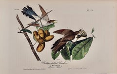 Yellow-billed Cuckoo: An Original 1st Ed. Audubon Hand-colored Bird Lithograph 