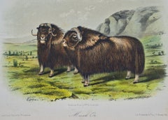 "Musk Ox", an 19th Century Original Audubon Hand Colored Quadruped Lithograph