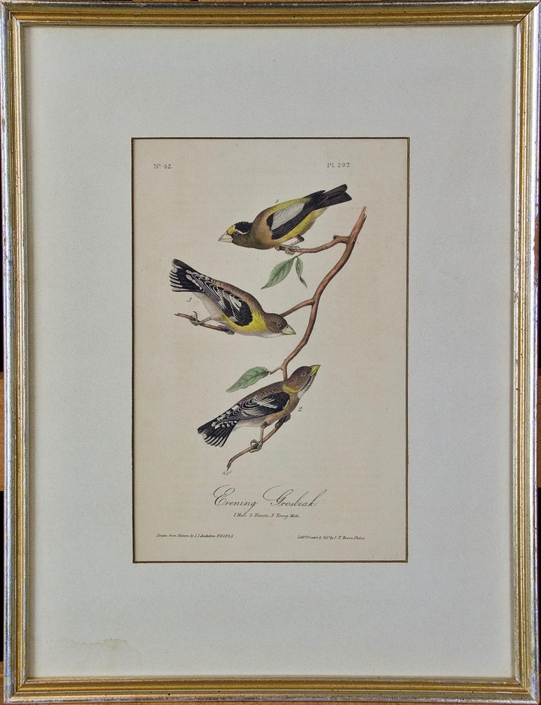 John James Audubon A Group of Four 19th Century Audubon Bird