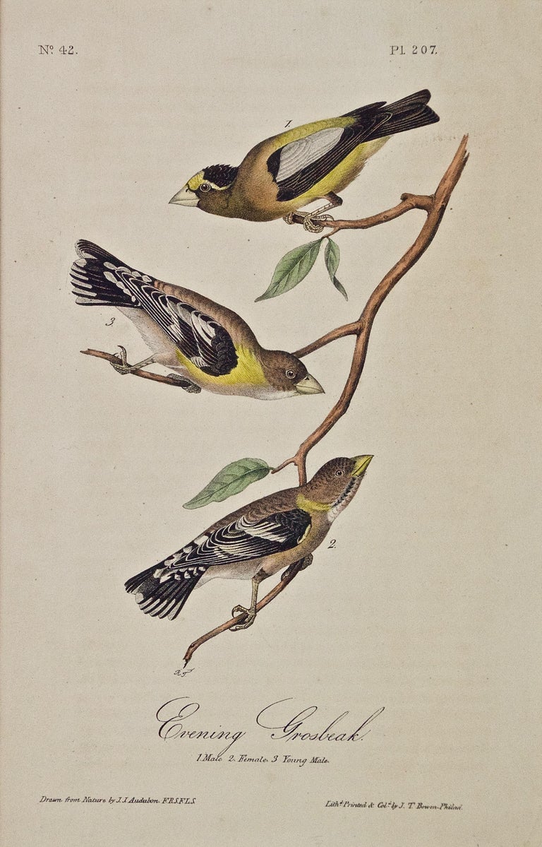John James Audubon A Group of Four 19th Century Audubon Bird