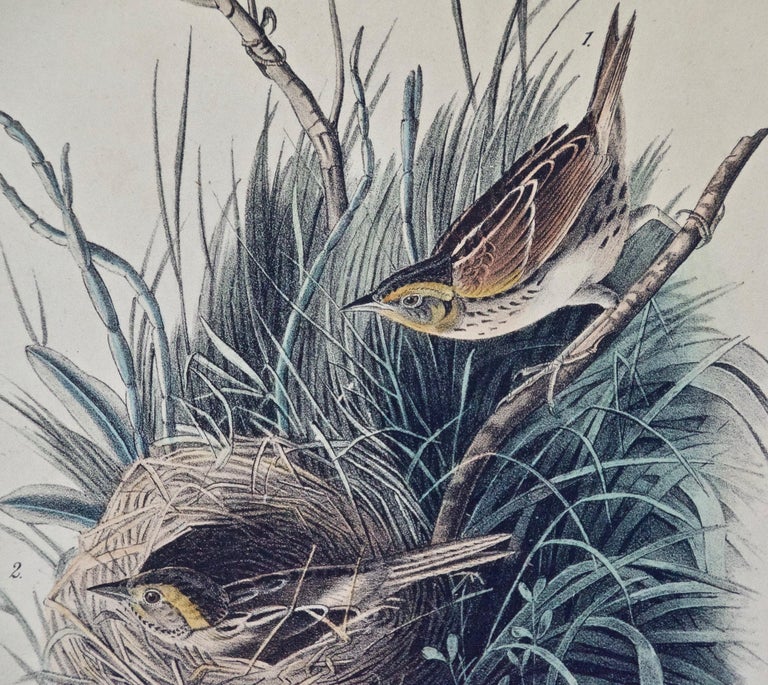 John James Audubon A Group of Four 19th Century Audubon Bird