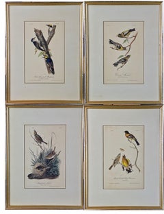 Groupe de quatre lithographies d'oiseaux Audubon du 19e siècle