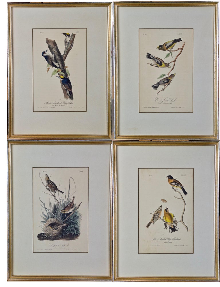 John James Audubon A Group of Four 19th Century Audubon Bird