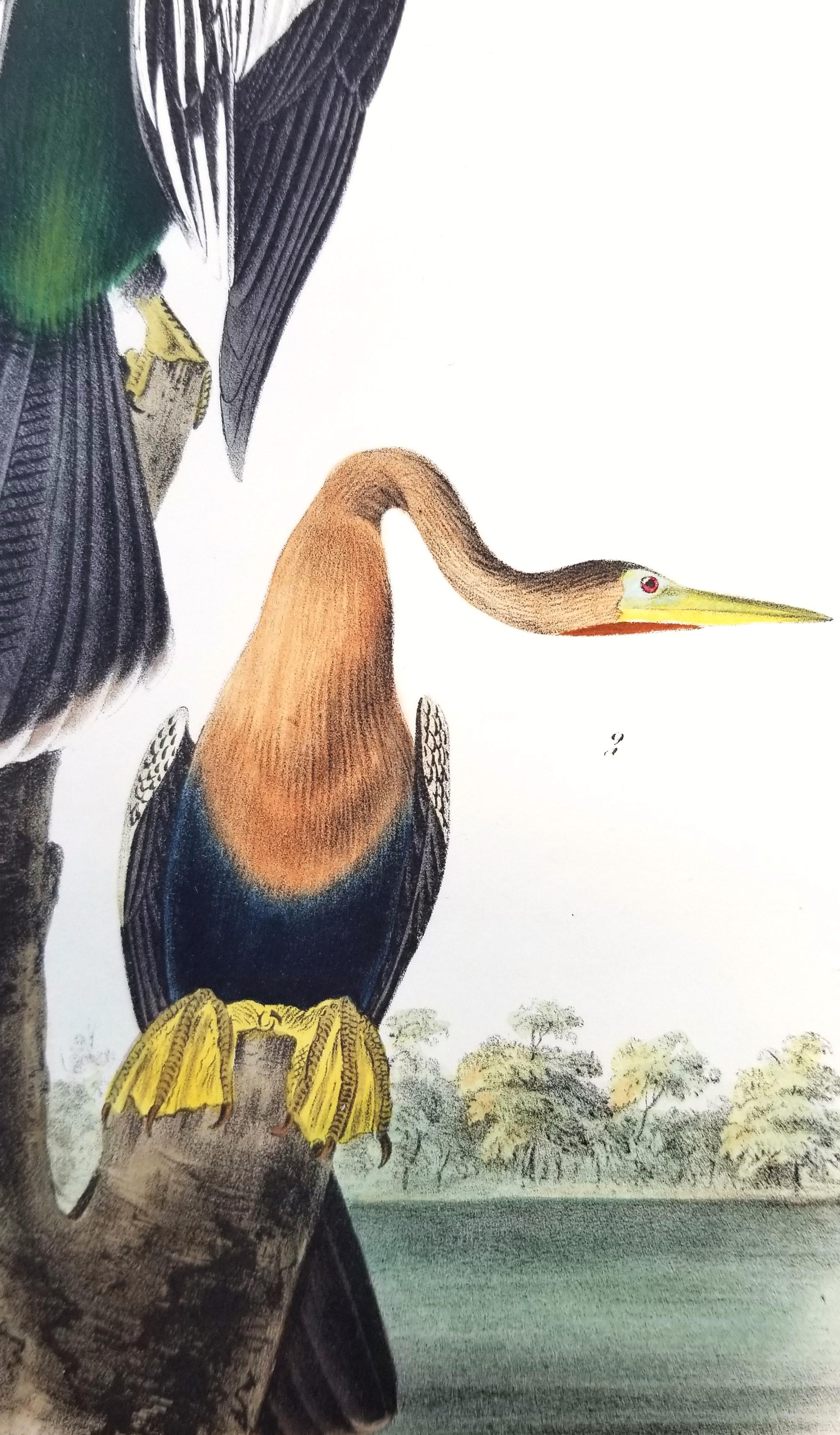 Anhinga americana - Uccello serpente /// John James Audubon Ornitologia Storia naturale in vendita 9
