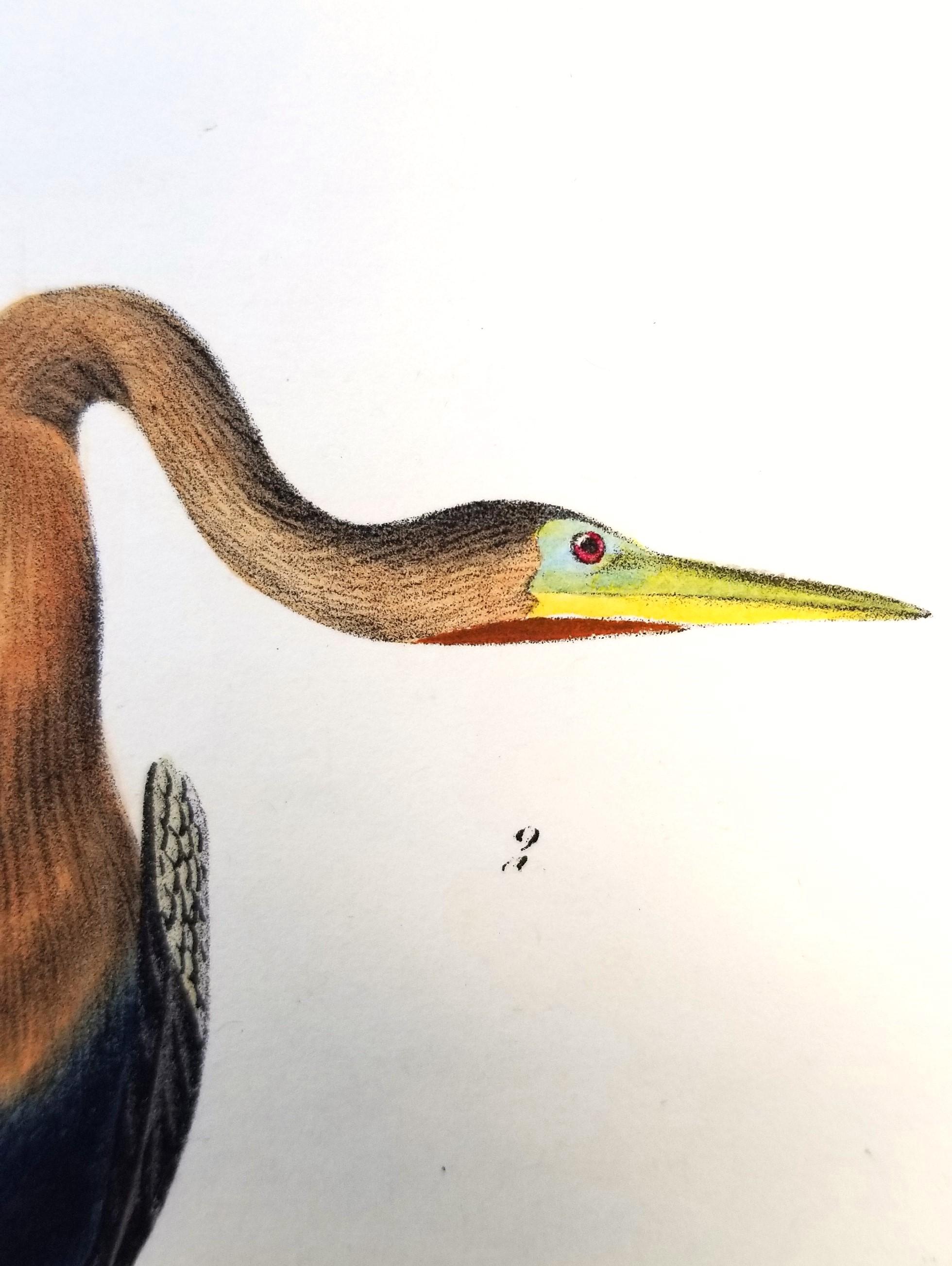 Anhinga americana - Uccello serpente /// John James Audubon Ornitologia Storia naturale in vendita 10