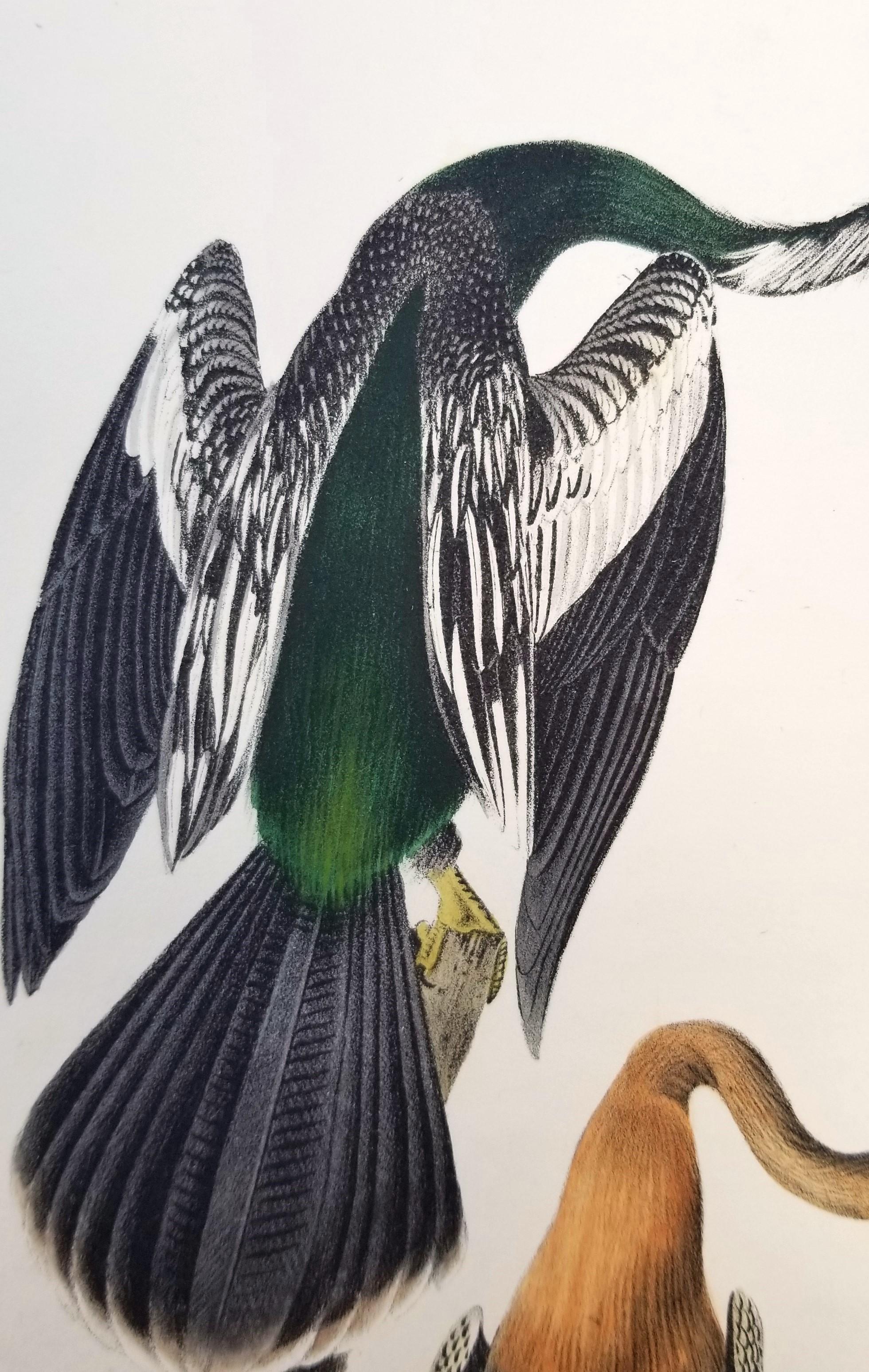 Anhinga americana - Uccello serpente /// John James Audubon Ornitologia Storia naturale in vendita 11