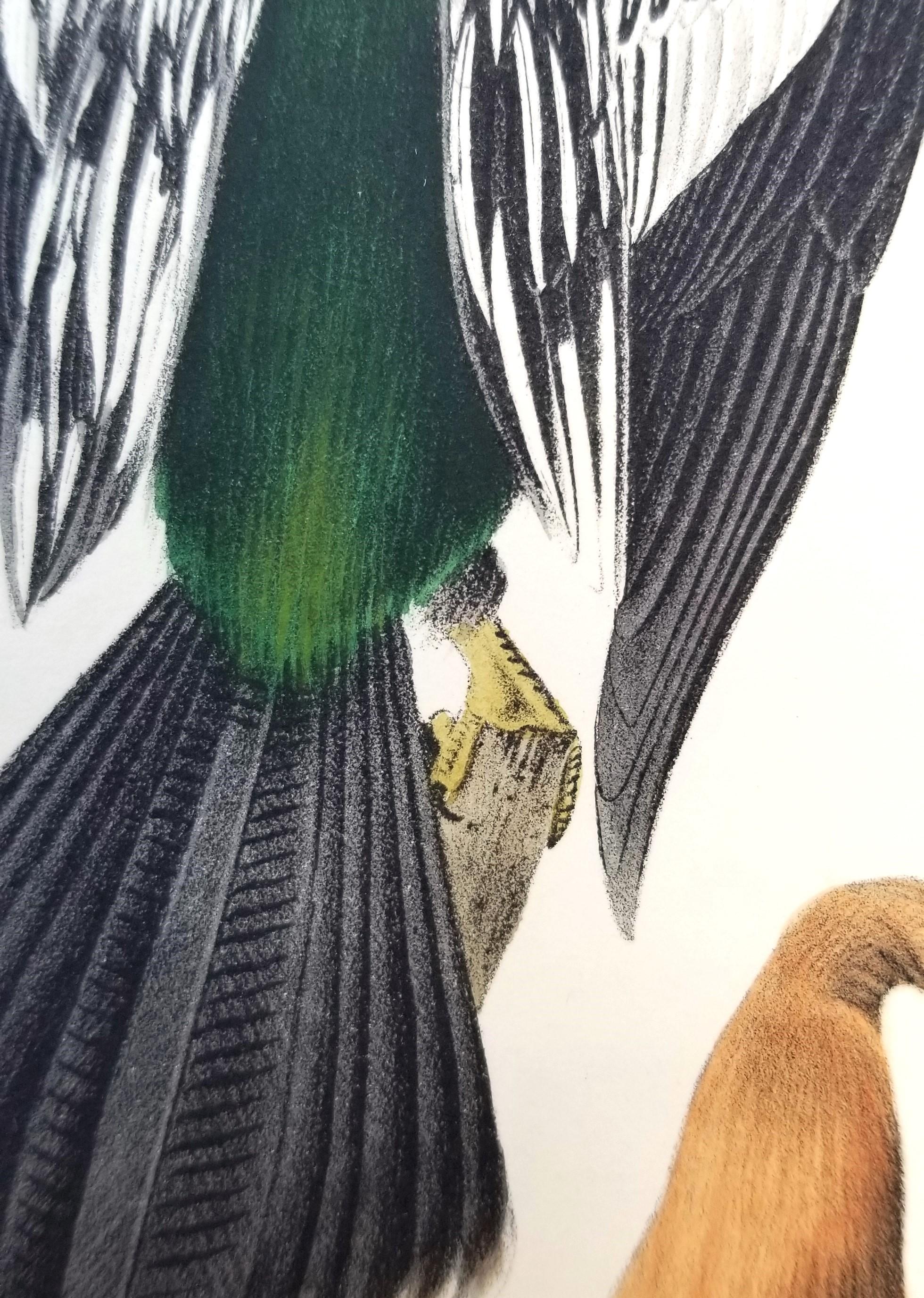 Anhinga americana - Uccello serpente /// John James Audubon Ornitologia Storia naturale in vendita 12