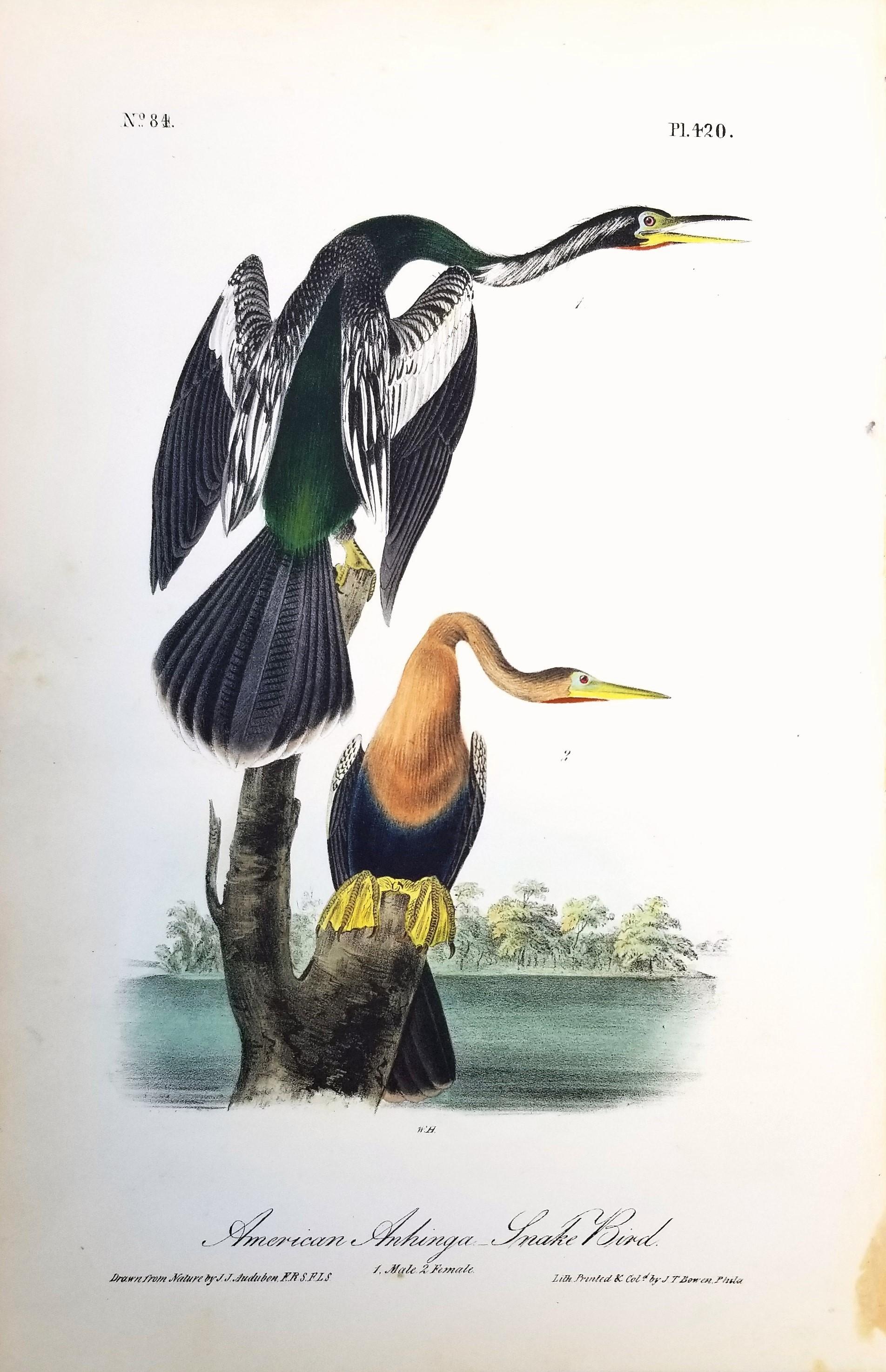 Anhinga americana - Uccello serpente /// John James Audubon Ornitologia Storia naturale in vendita 1