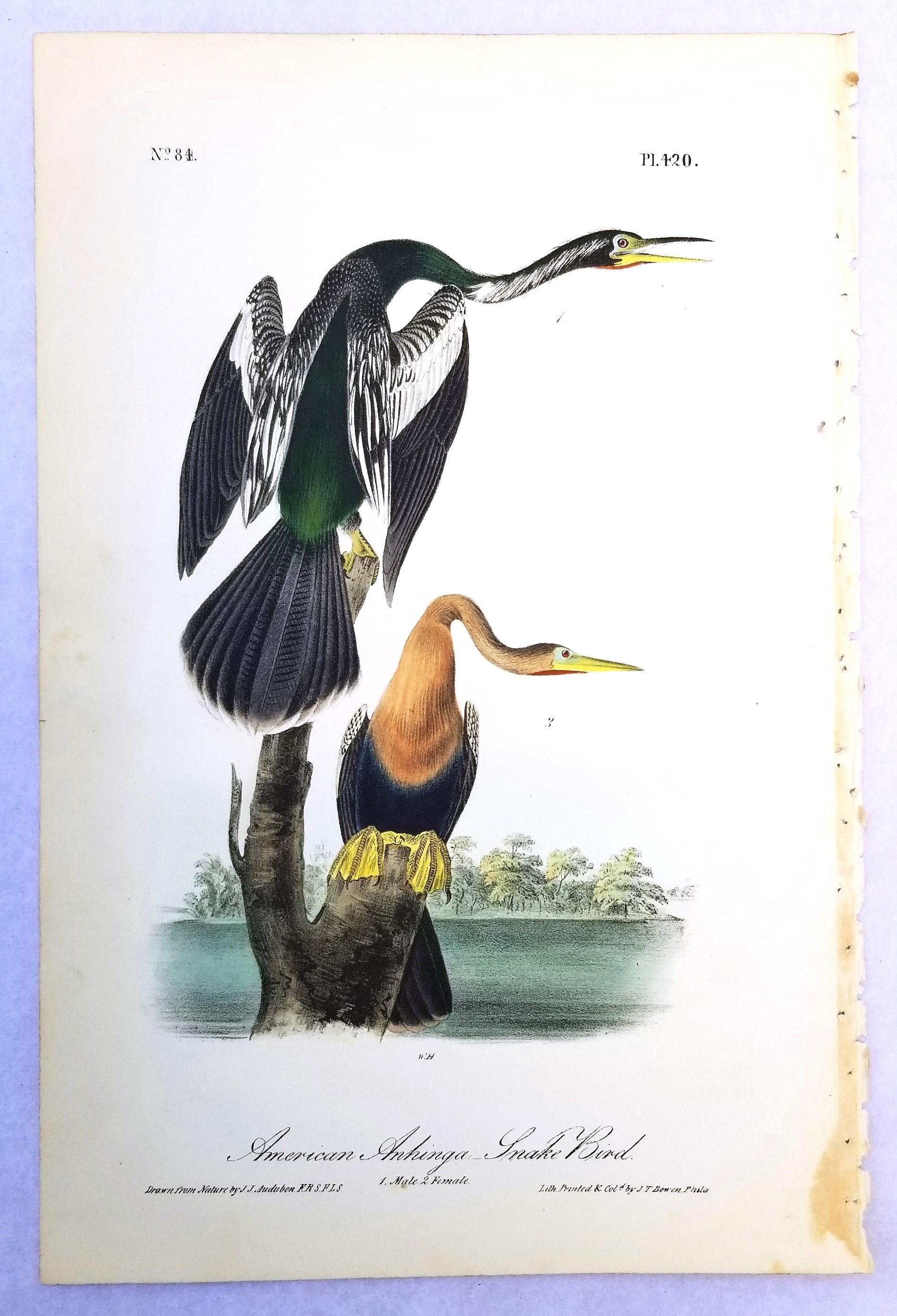 Anhinga americana - Uccello serpente /// John James Audubon Ornitologia Storia naturale in vendita 2